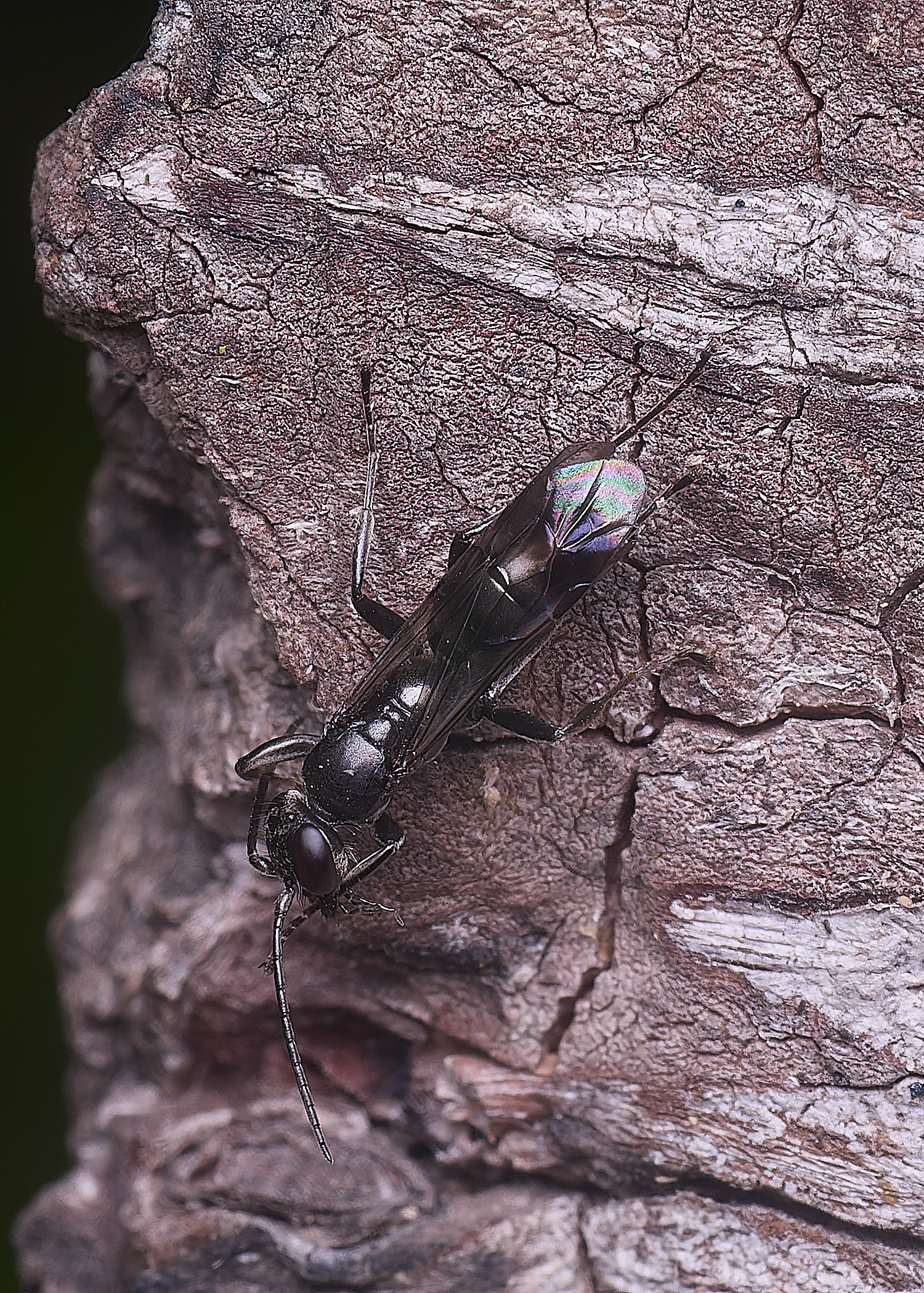 HanworthBlackWasp140625-3