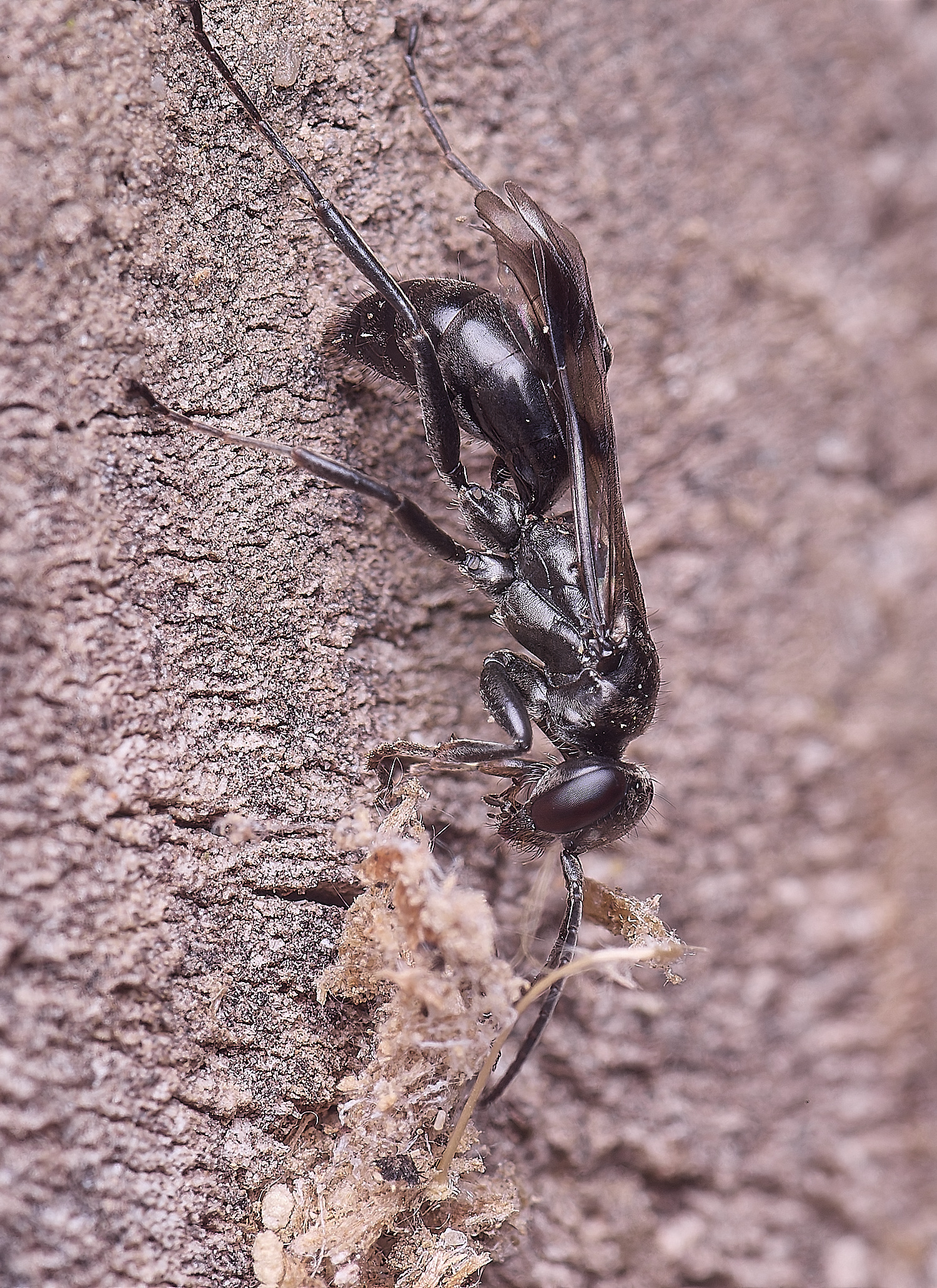 HanworthBlackWasp250625-1