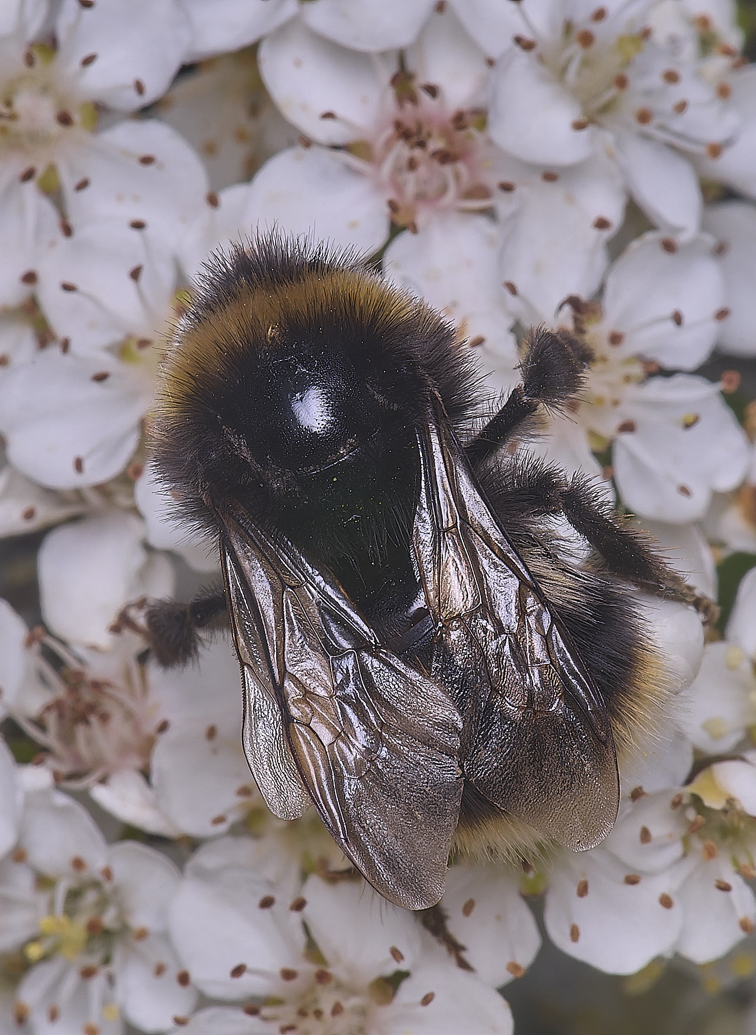 HanworthBumble020625-2
