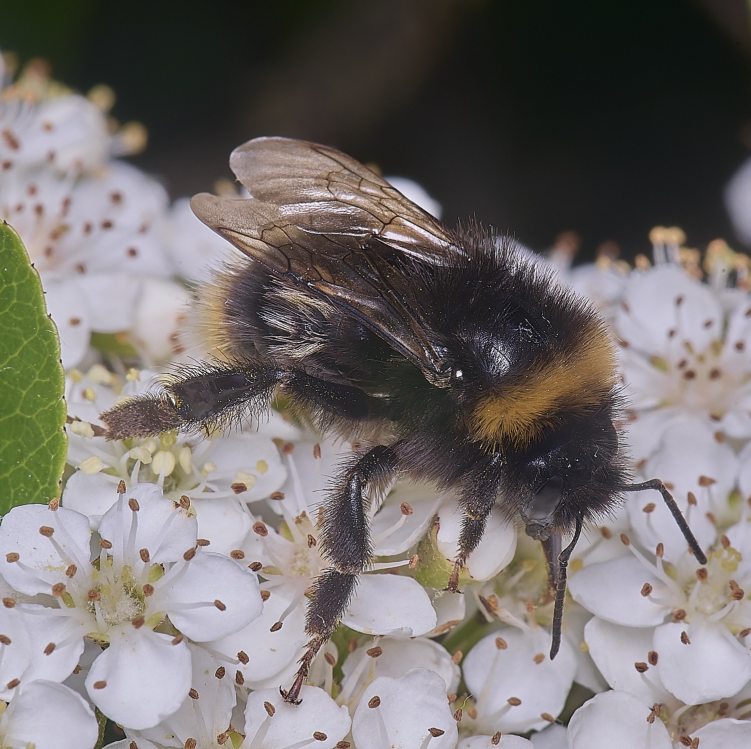 HanworthBumble020625-3