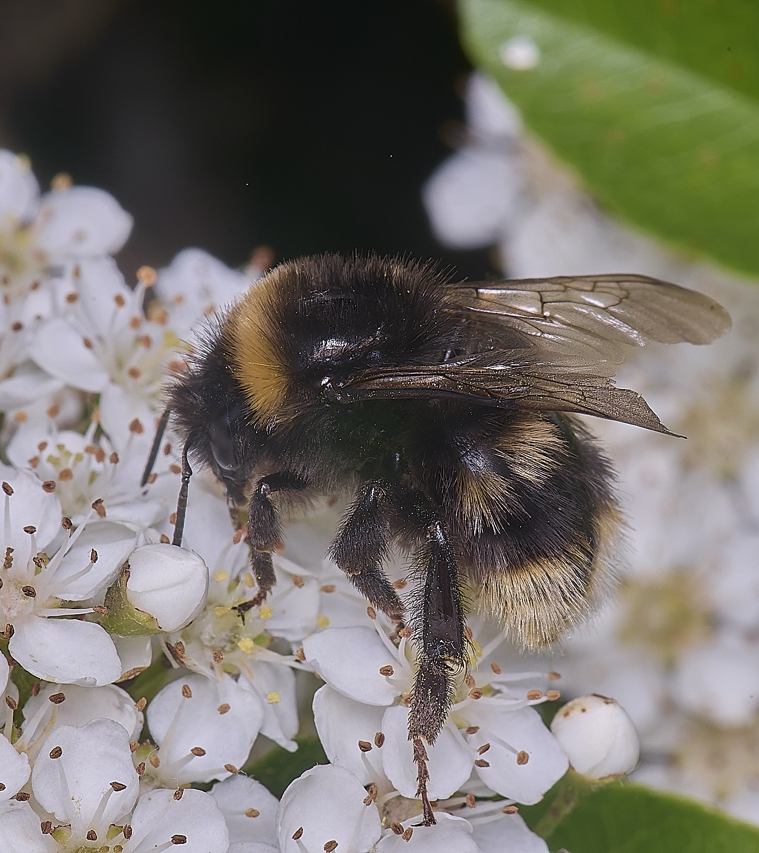 HanworthBumble020625-5