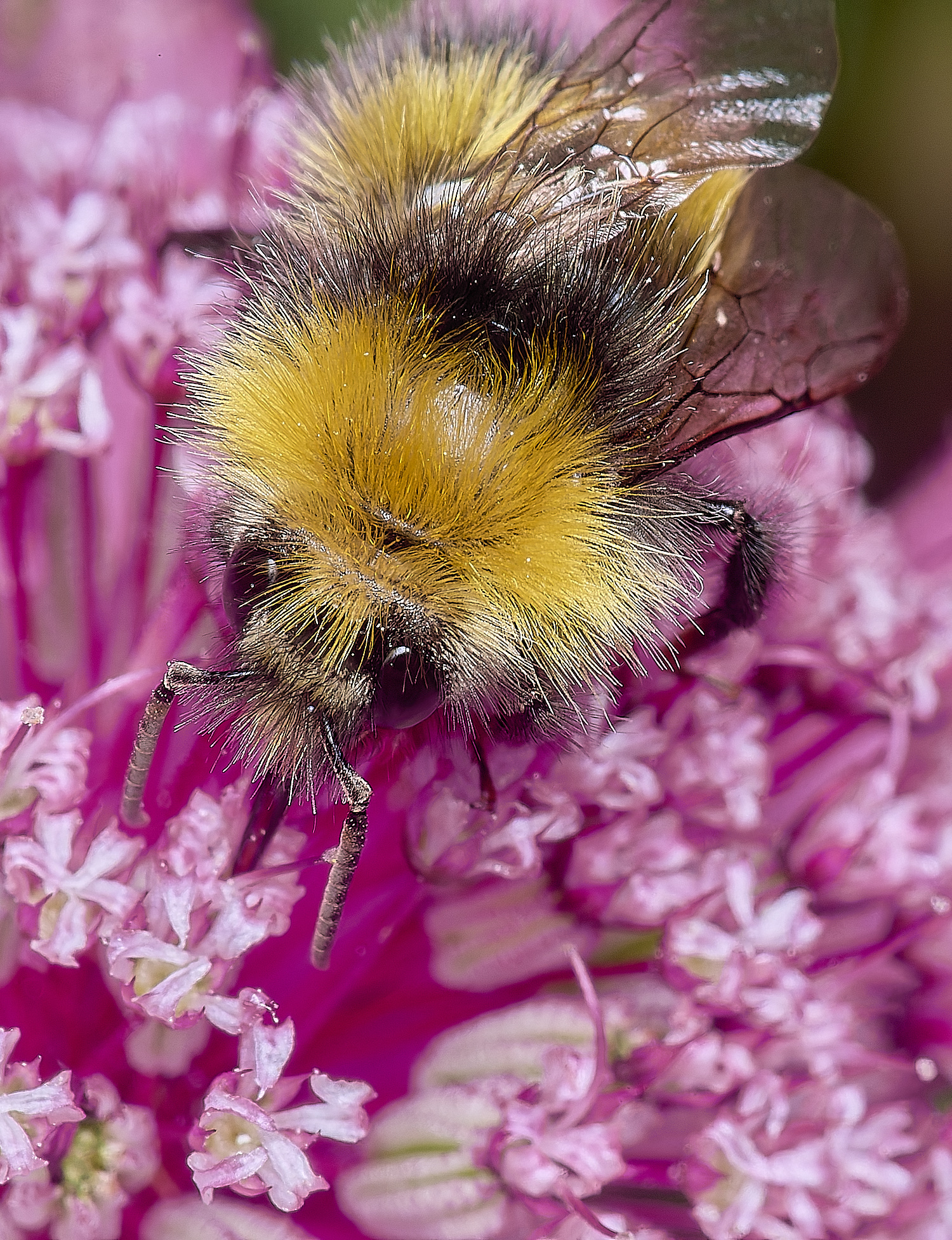 HanworthBumble300525-1