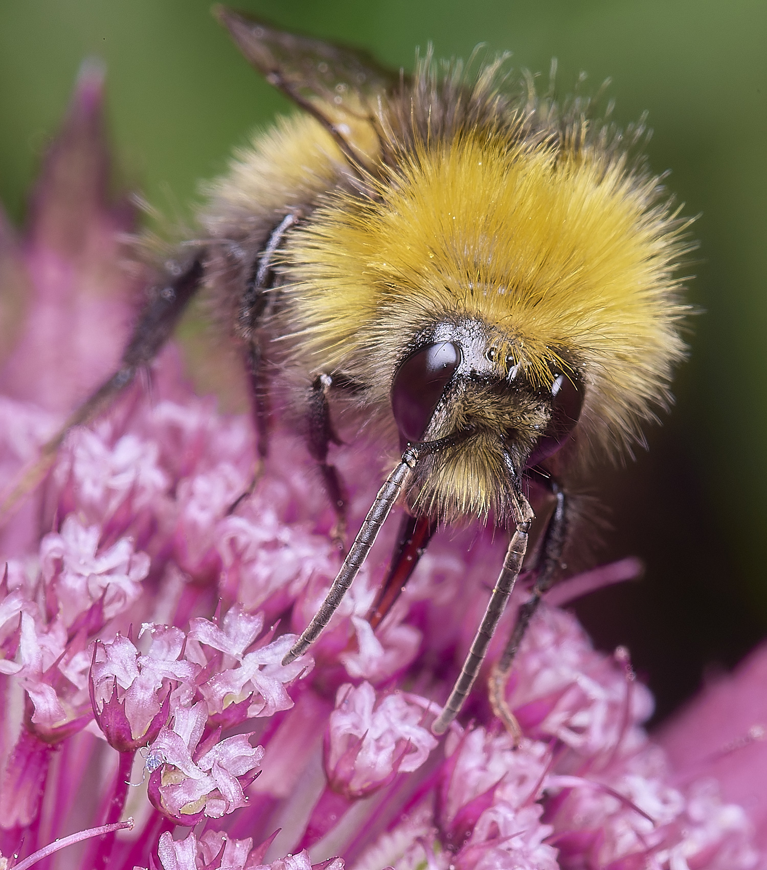 HanworthBumble300525-2