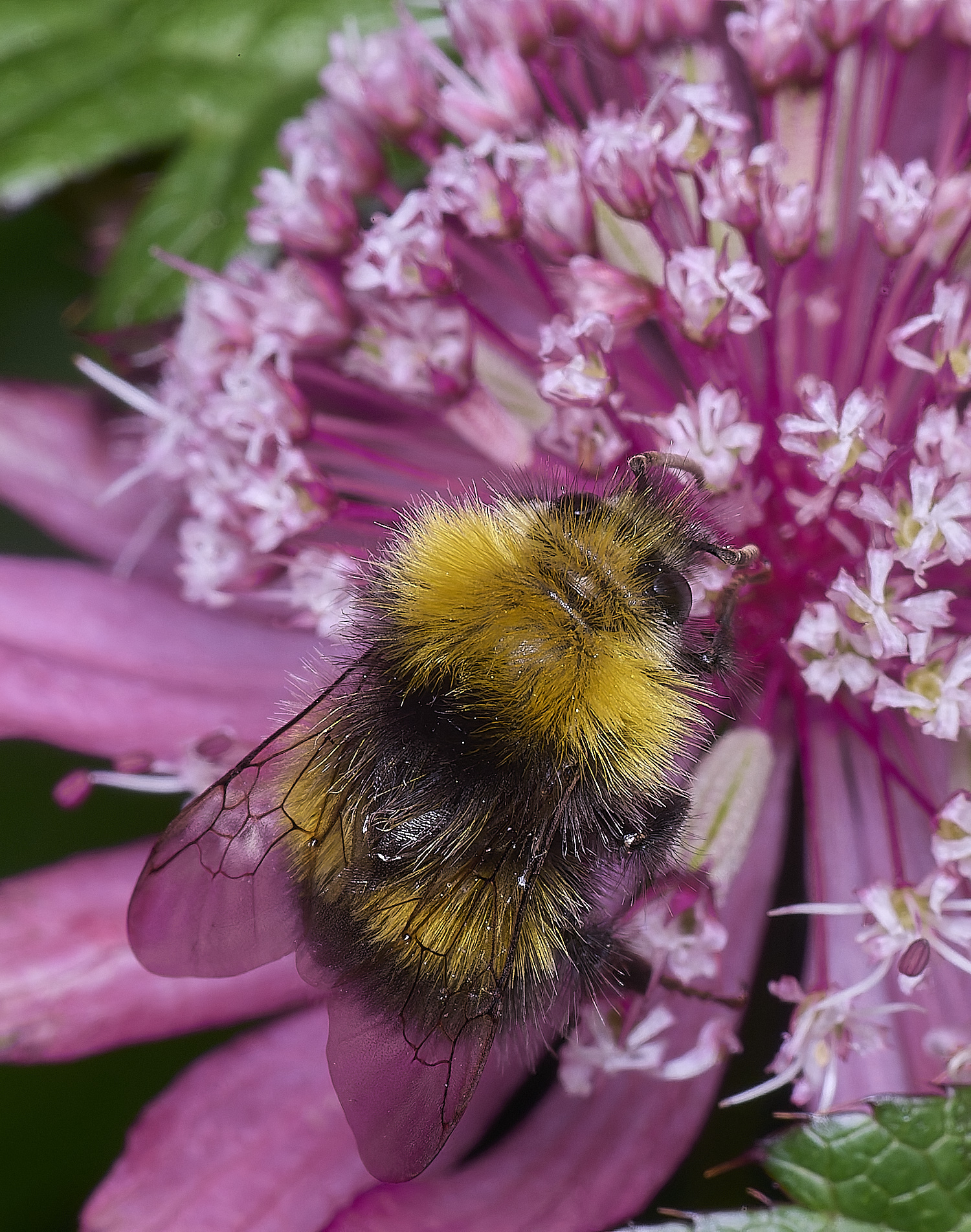 HanworthBumble300525-3