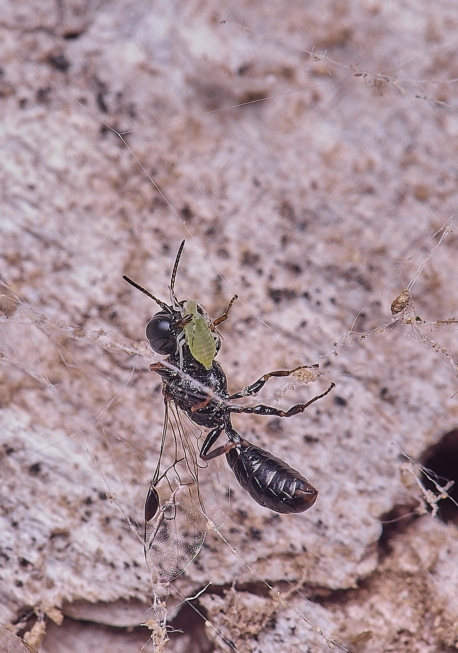 HanworthCcorniger170625-2