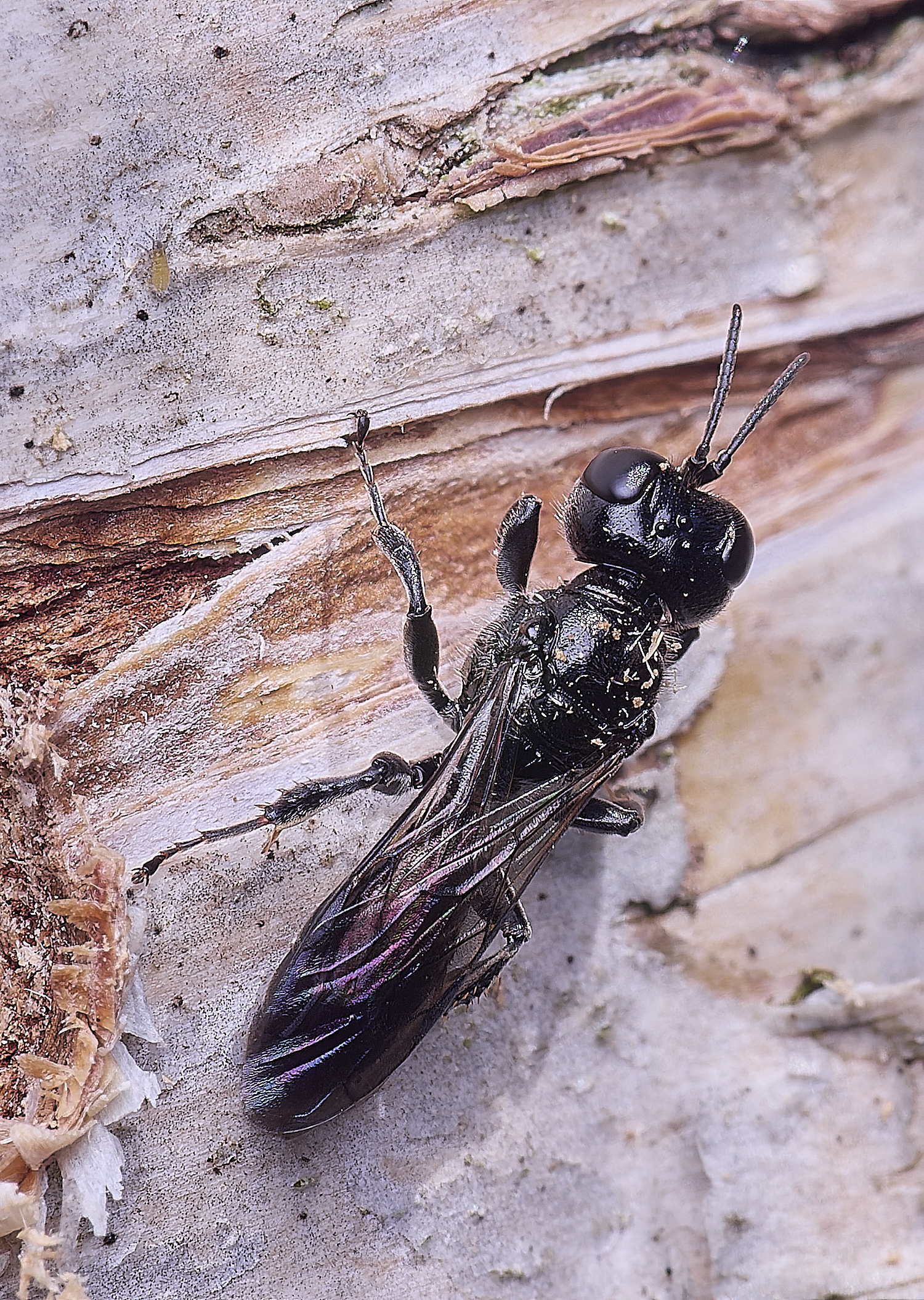 HanworthCrossocerus200525-3