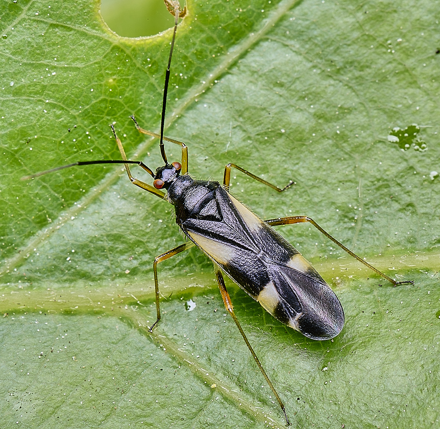 HanworthDflavoquadramaculata130525-1