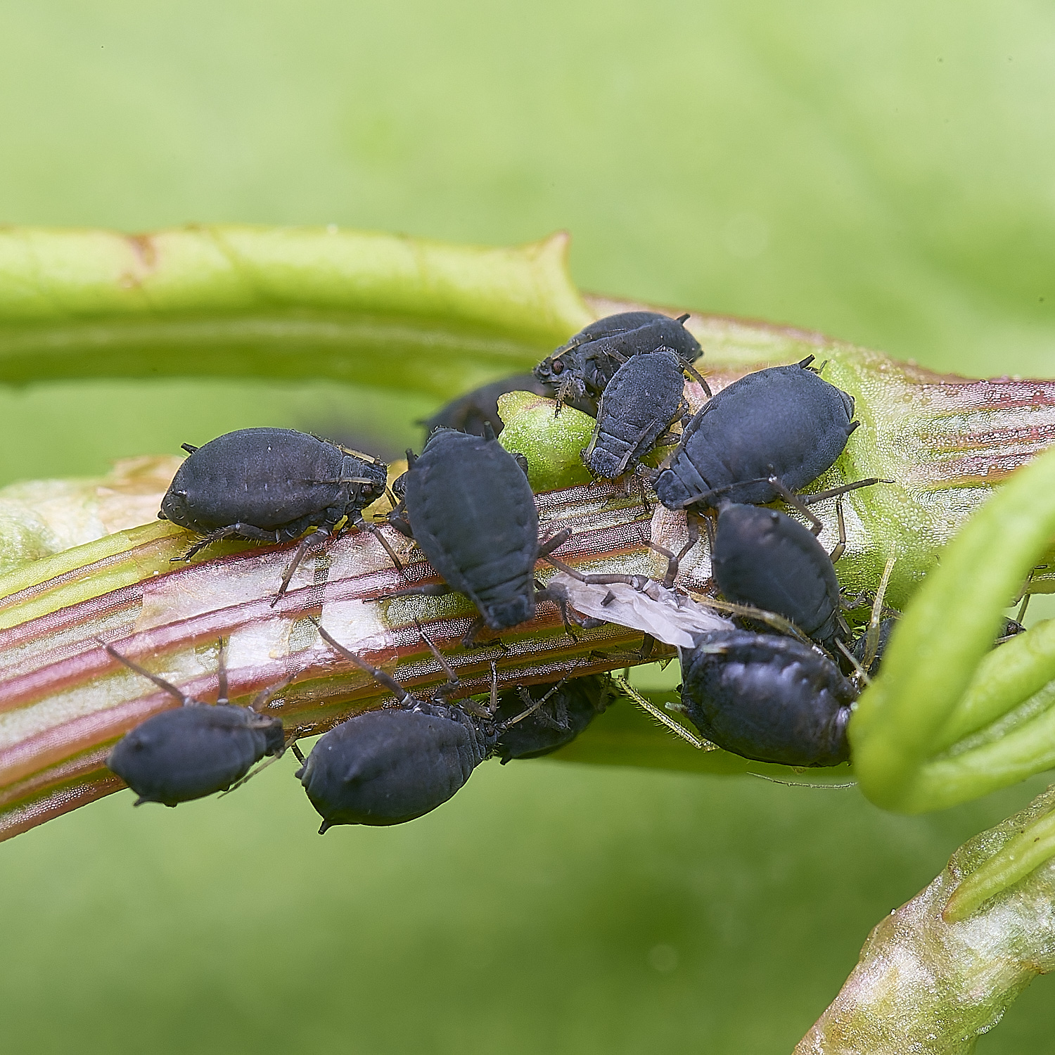 HanworthDockAphid150525-1