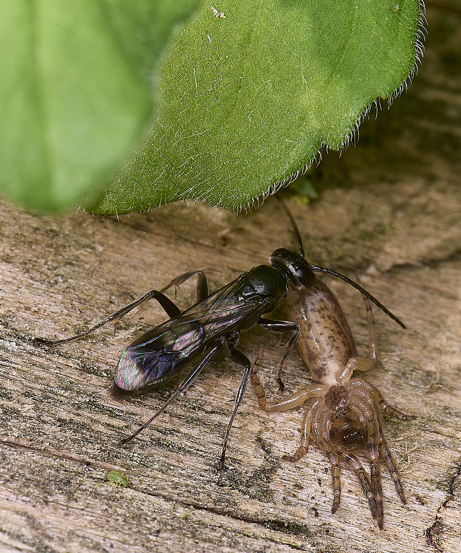 HanworthDvariegatus280525-1