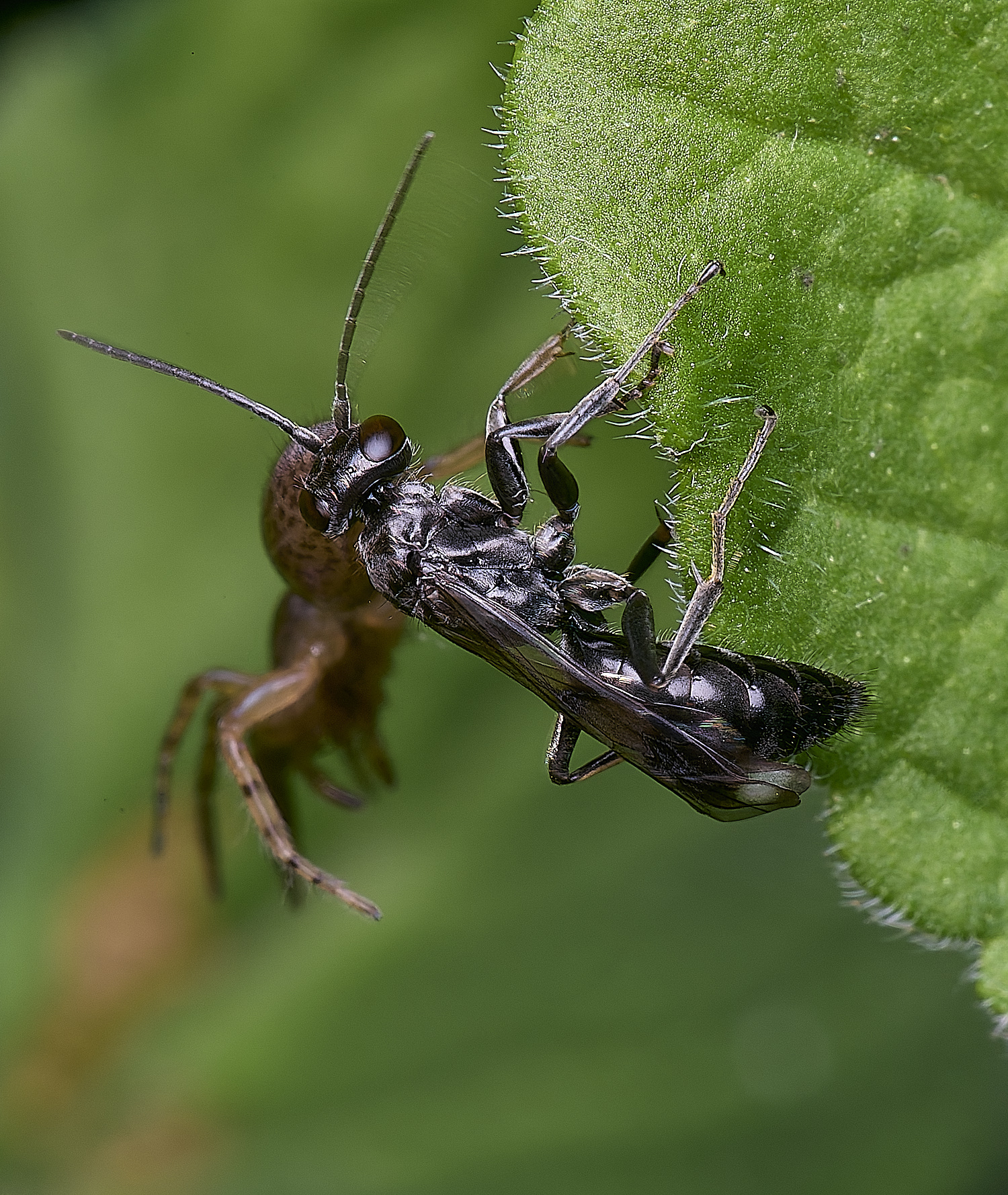 HanworthDvariegatus280525-10