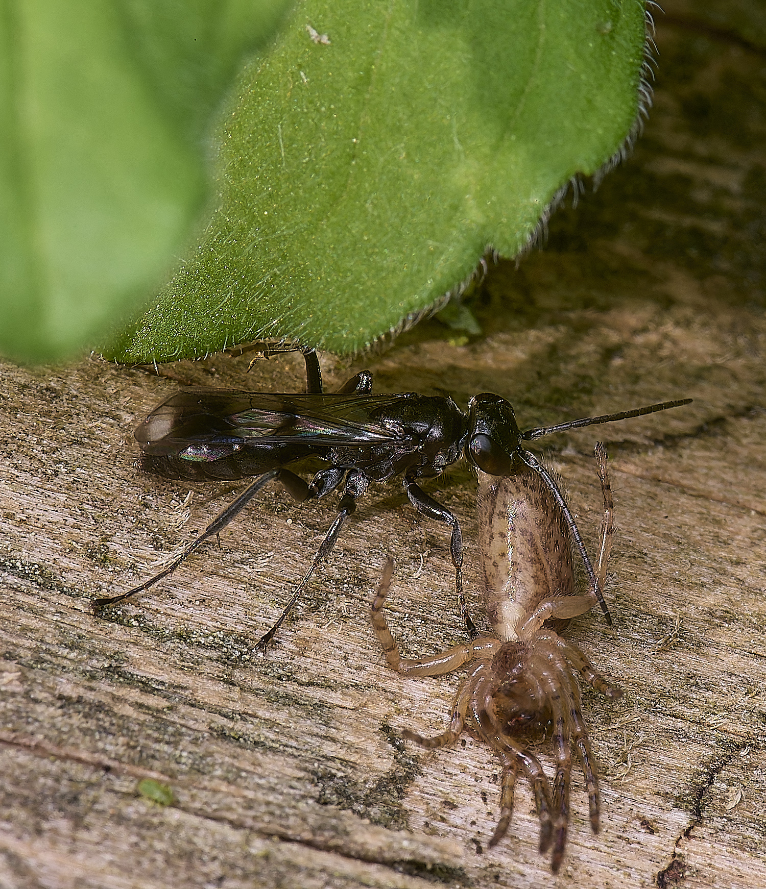 HanworthDvariegatus280525-2