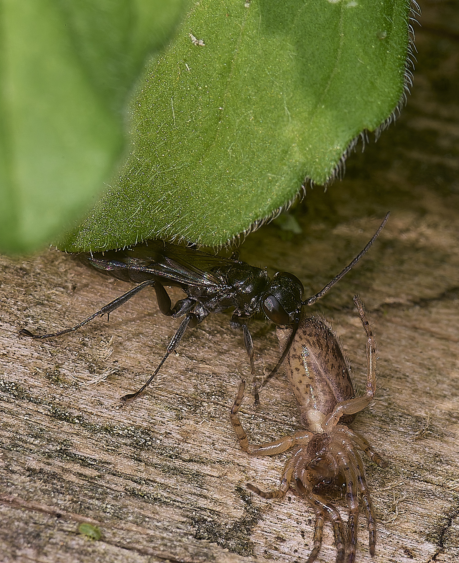 HanworthDvariegatus280525-3