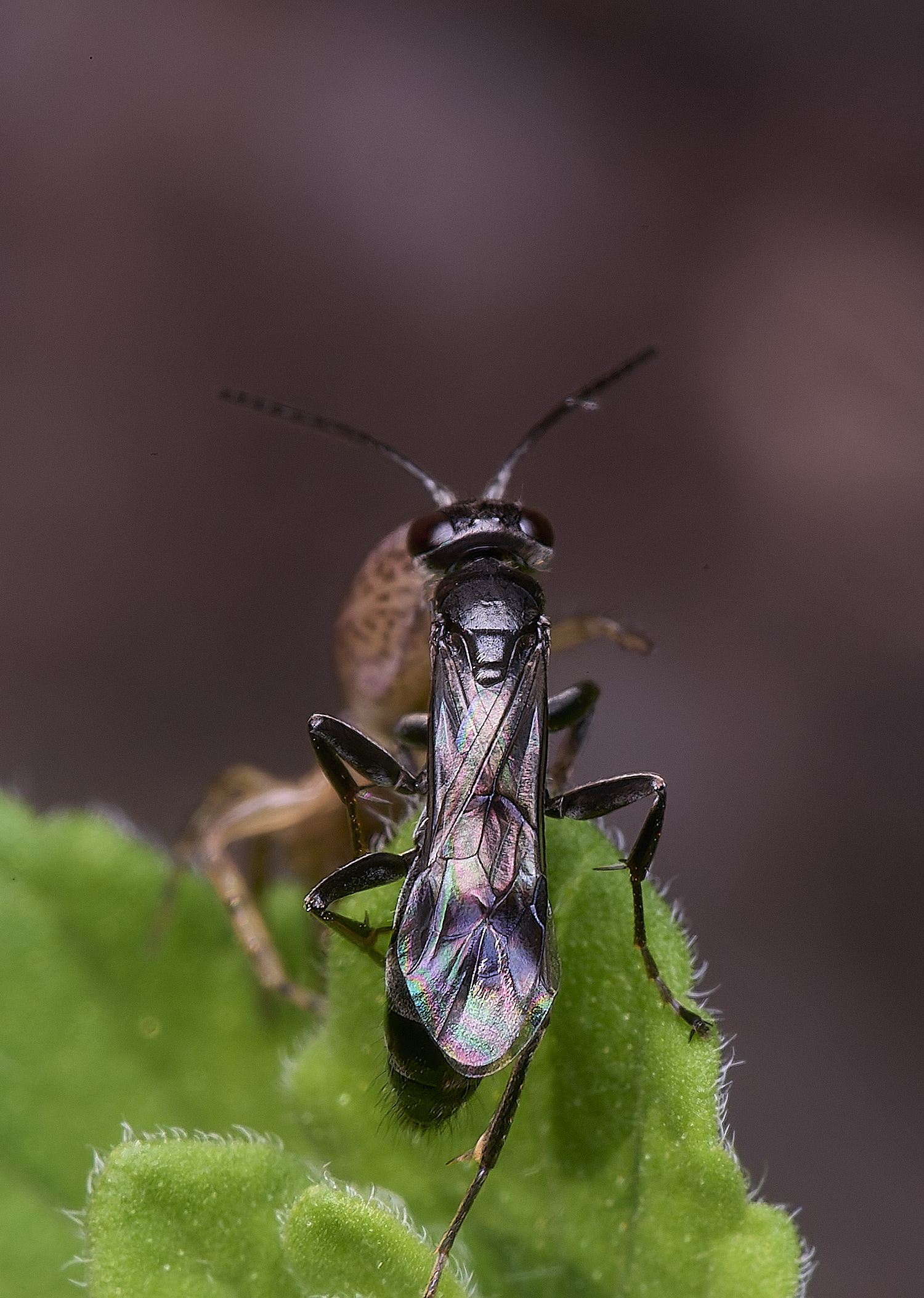 HanworthDvariegatus280525-4