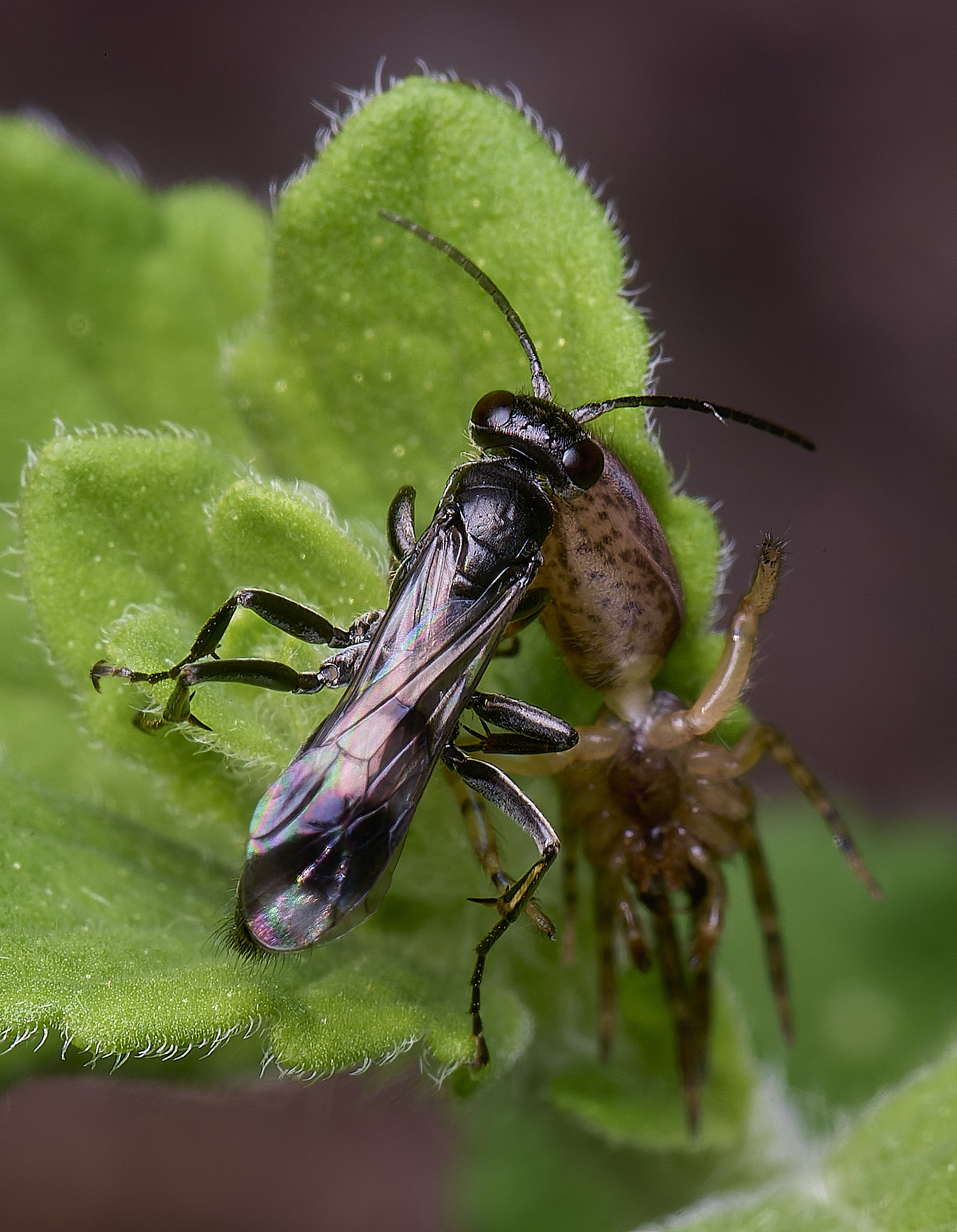 HanworthDvariegatus280525-5