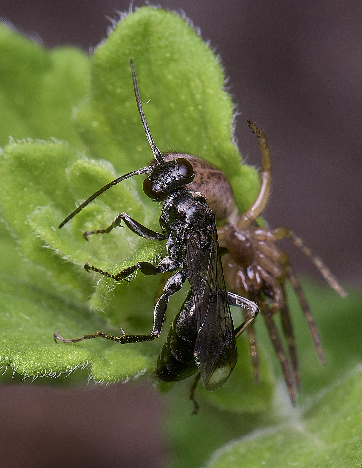 HanworthDvariegatus280525-6