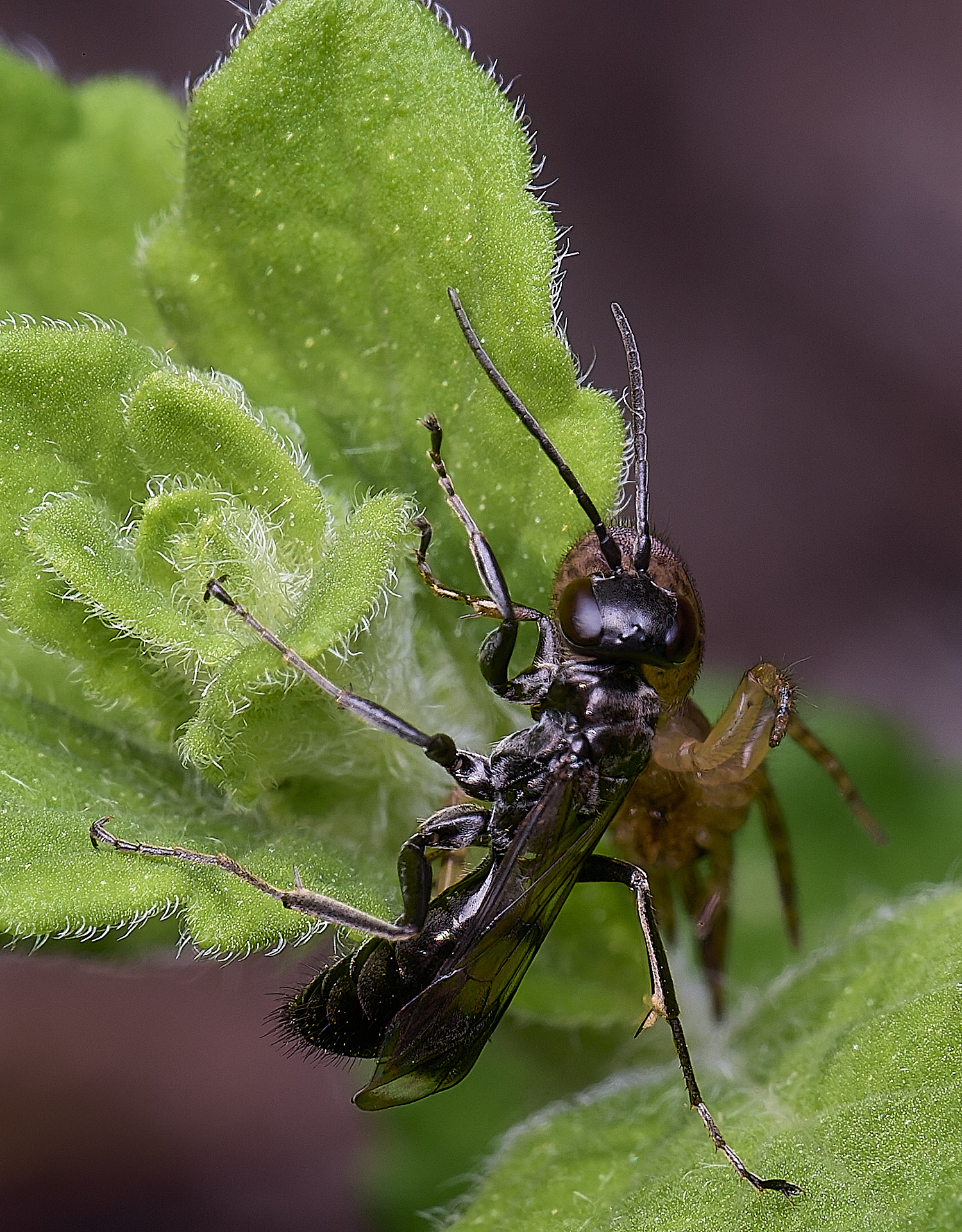 HanworthDvariegatus280525-7