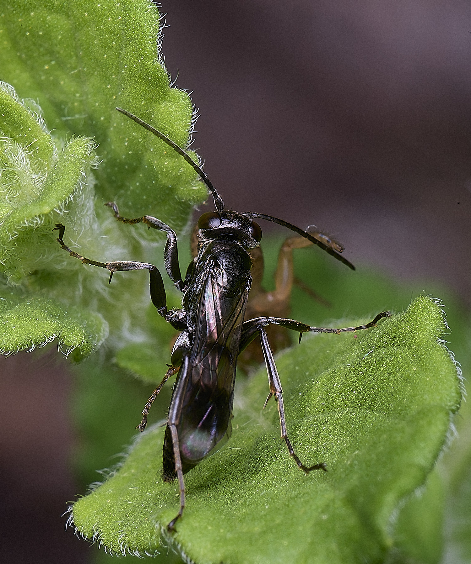 HanworthDvariegatus280525-8