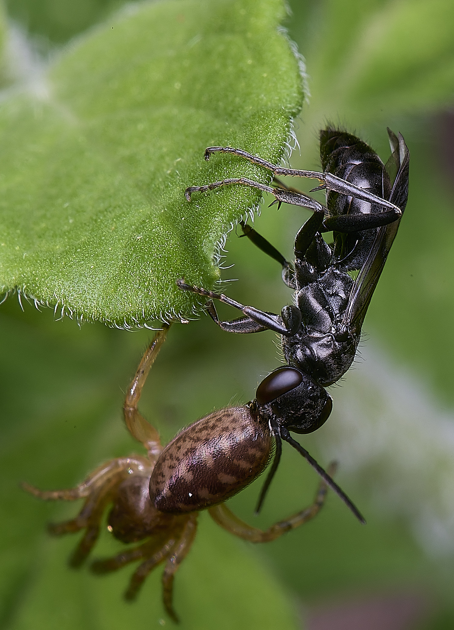 HanworthDvariegatus280525-9