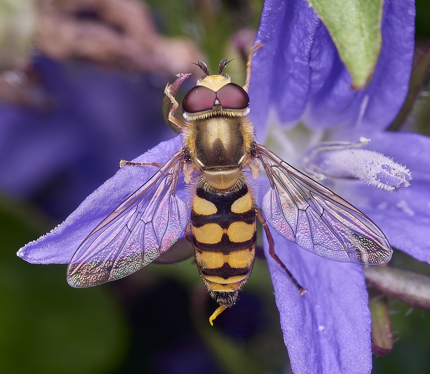 HanworthElatifasciatus220625-1