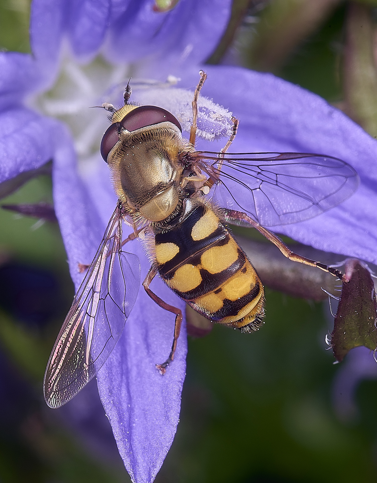 HanworthElatifasciatus220625-2