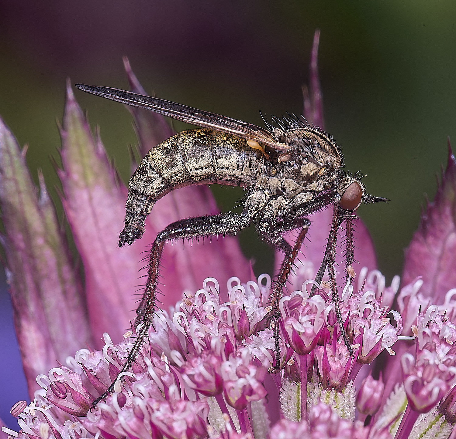 HanworthEmphisFly280525-1