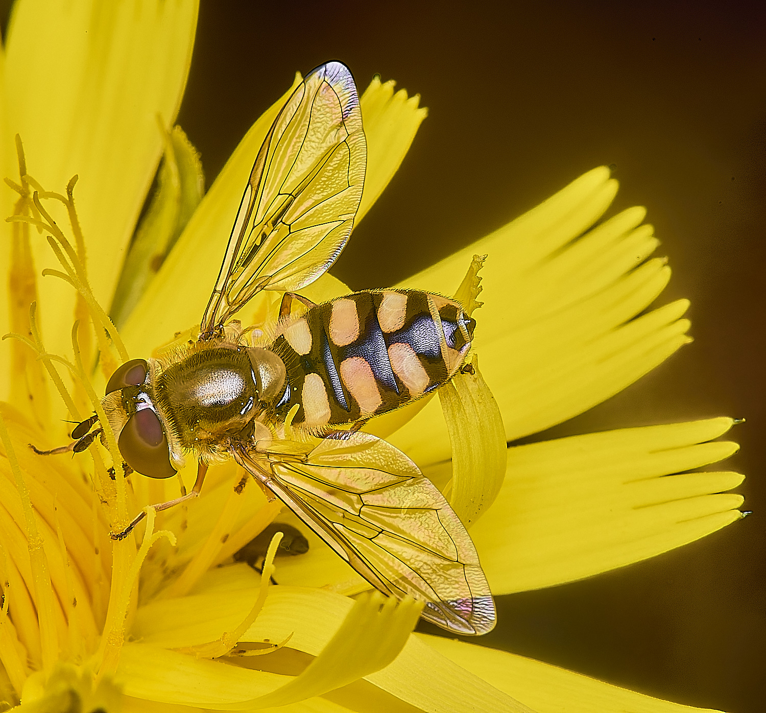 HanworthEupeodes140625-2