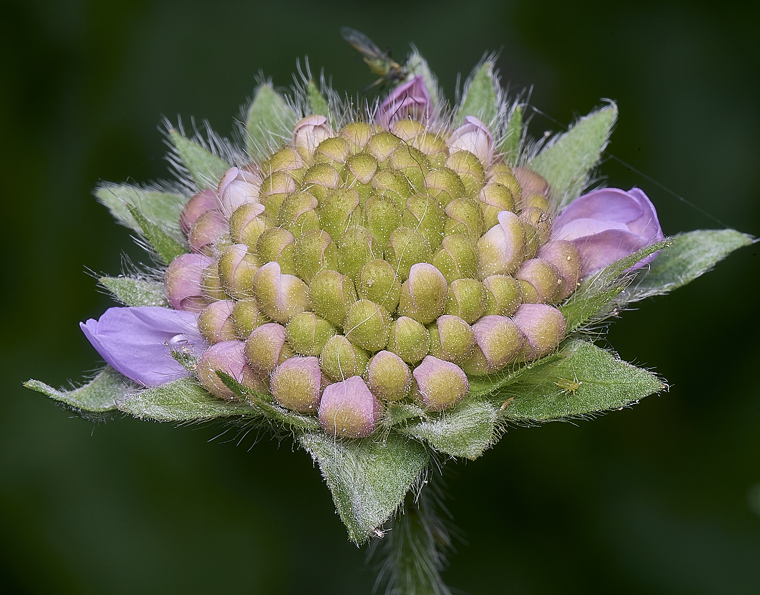 HanworthFieldScabious220625-1
