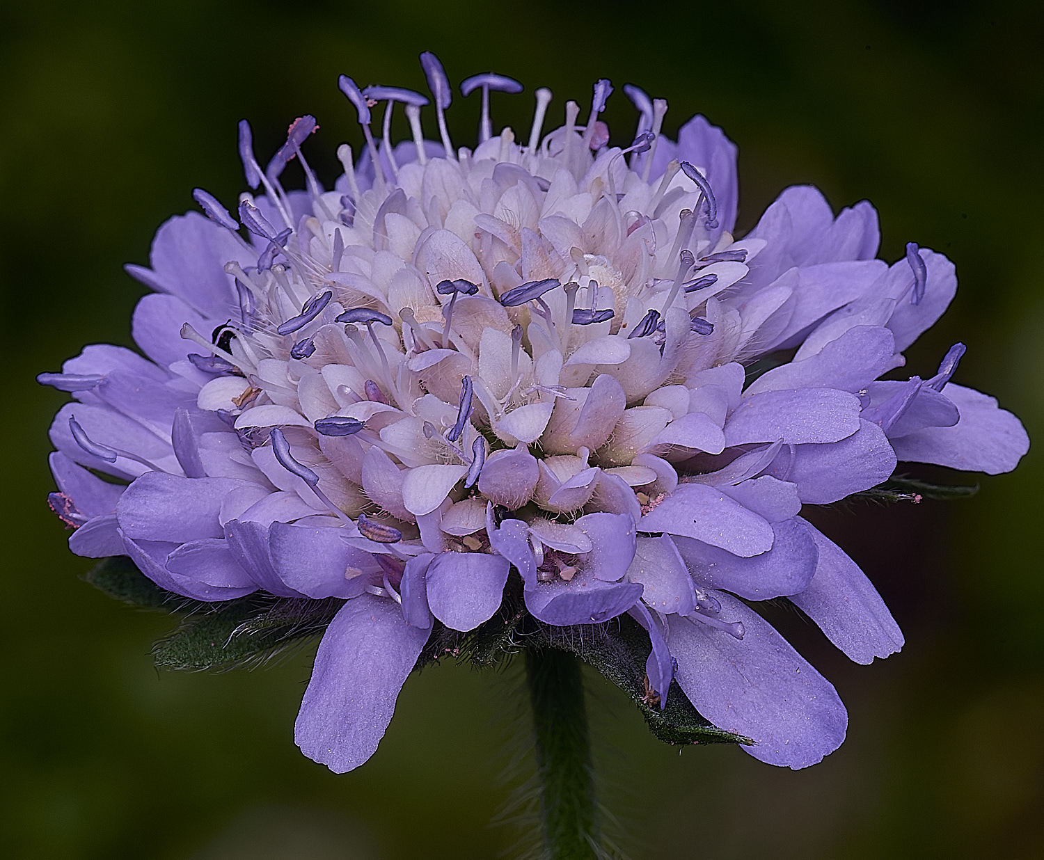 HanworthFieldScabious220625-2