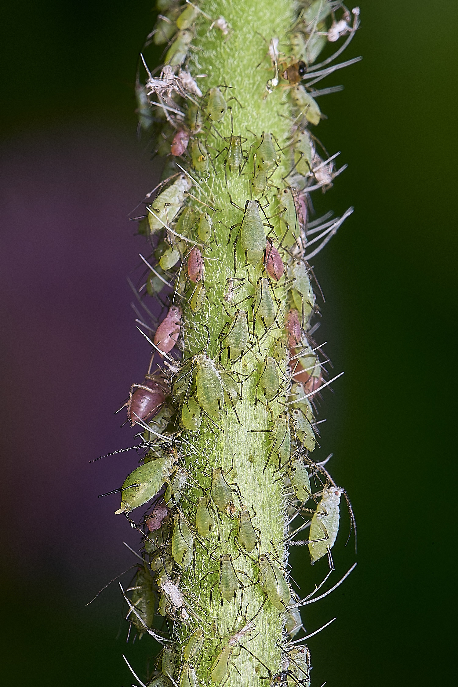 HanworthFieldScabiousAphid200625-1
