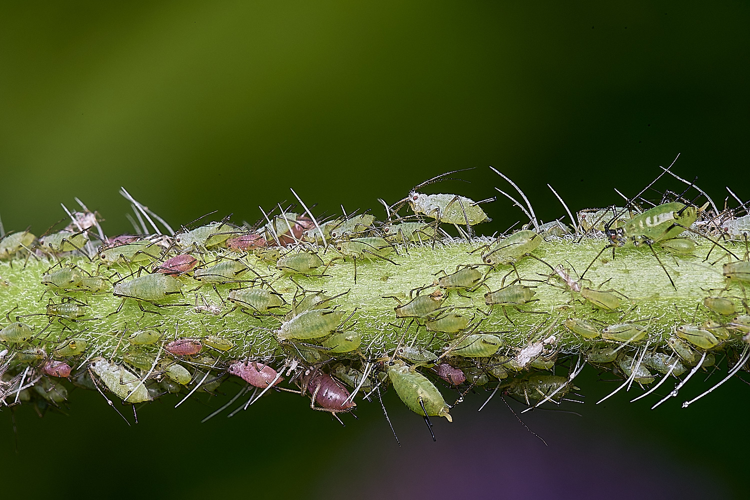 HanworthFieldScabiousAphid200625-2