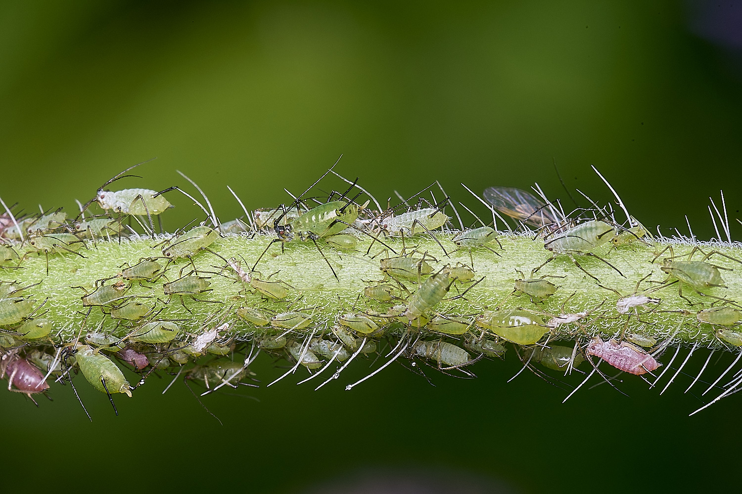 HanworthFieldScabiousAphid200625-3