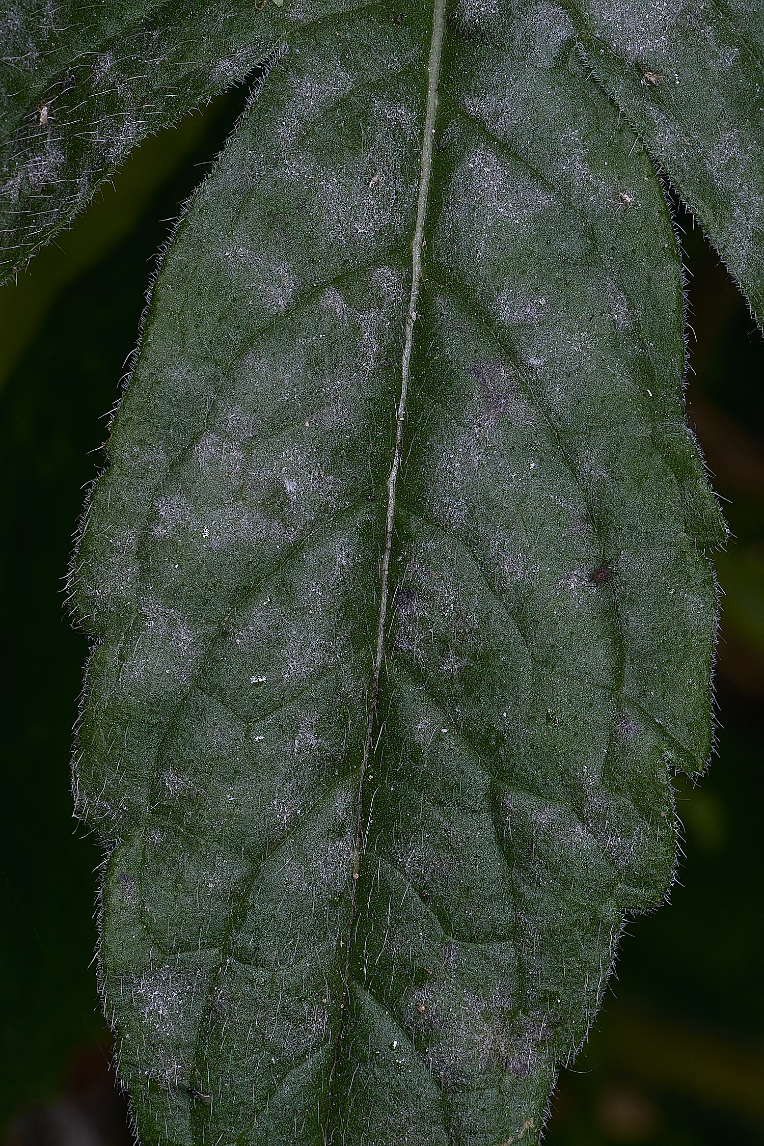 HanworthFieldScabiousDownyMildew220625-1