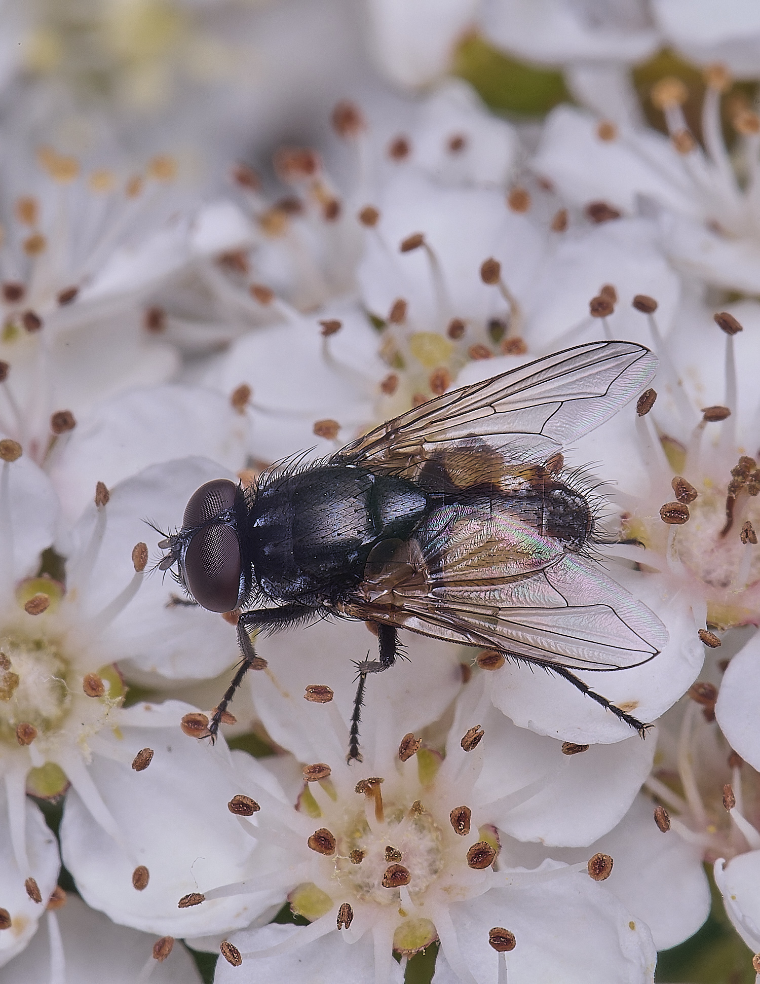 HanworthFlySp020625-2