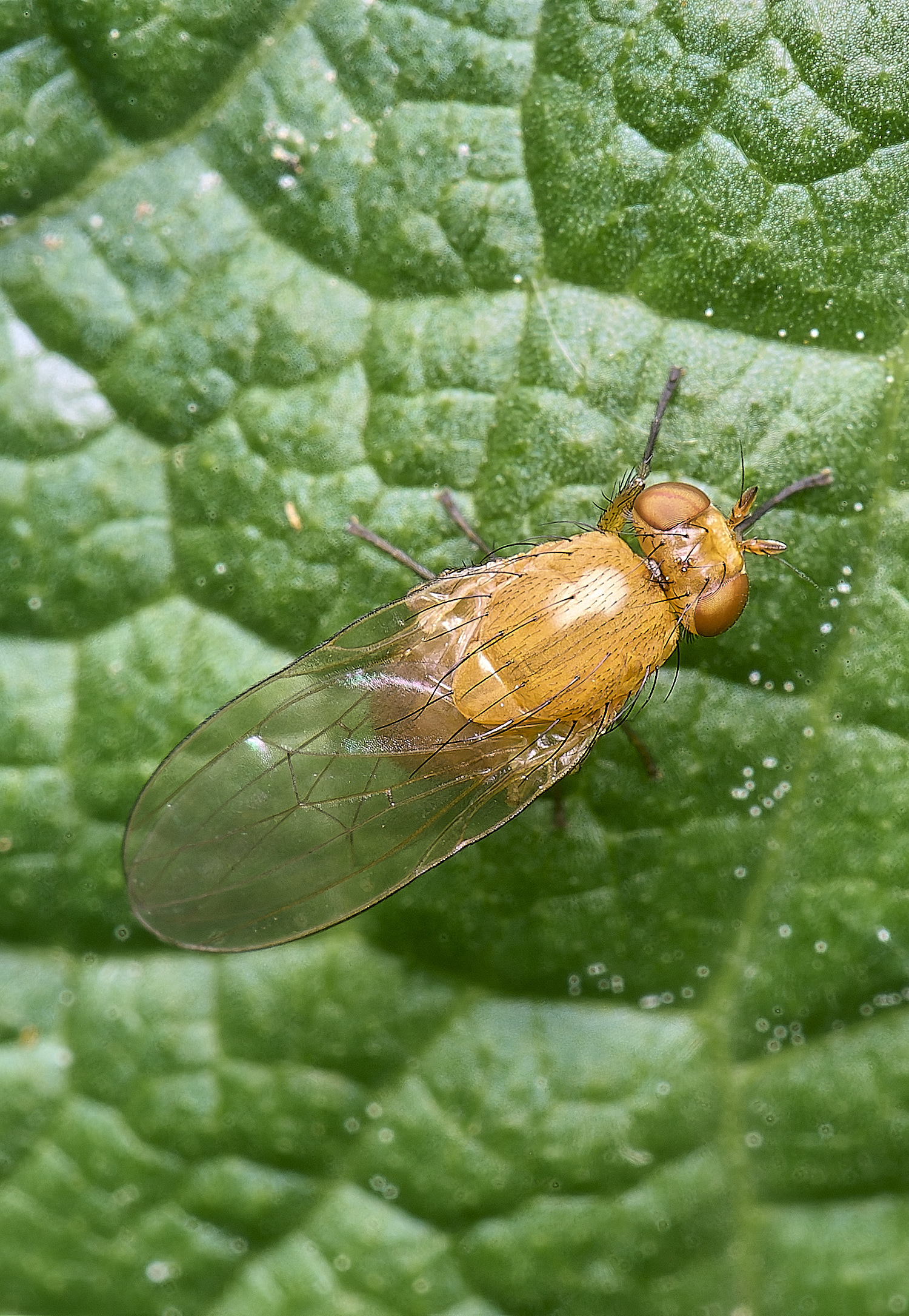 HanworthFlySp220525-1