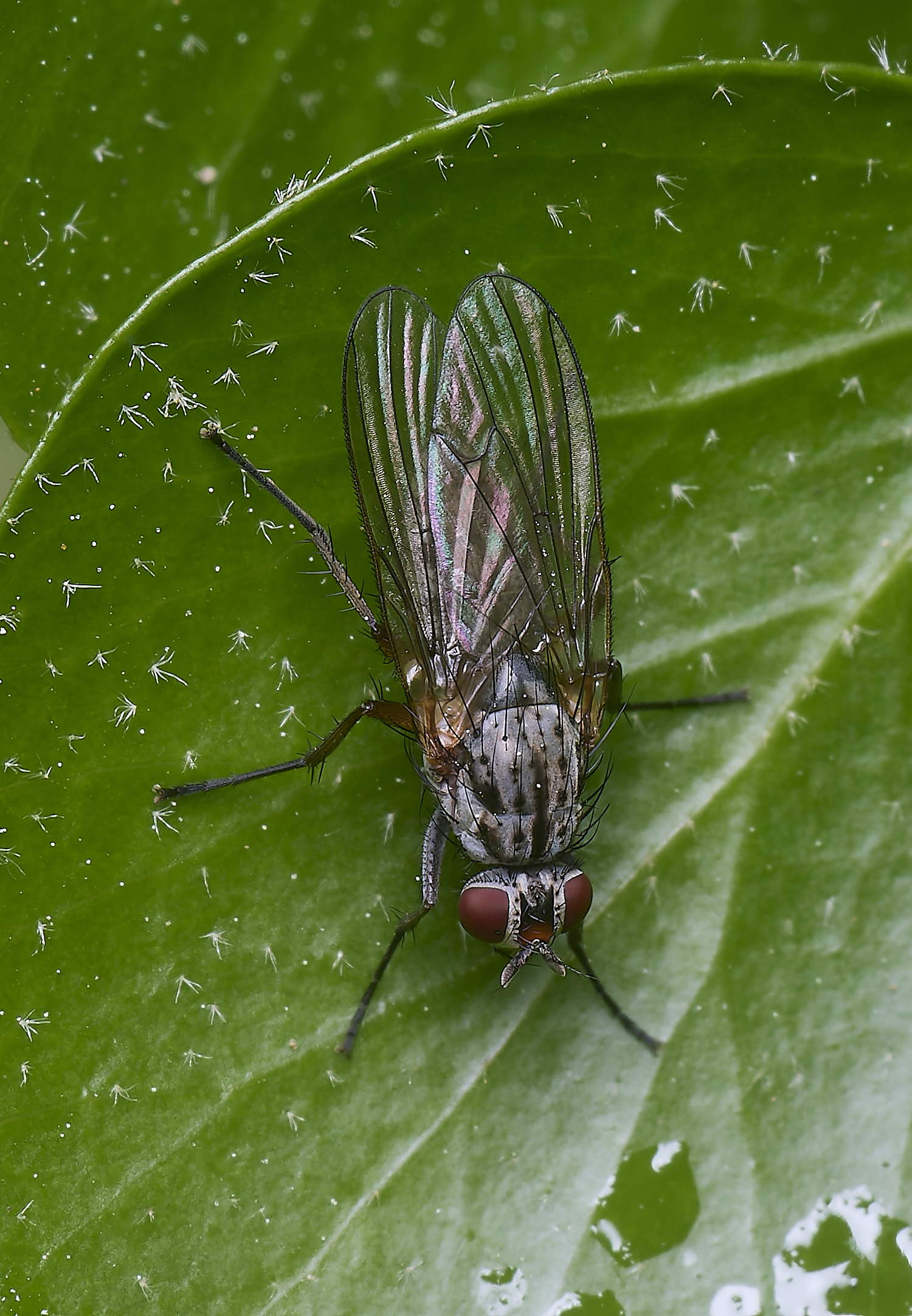 HanworthFlySp2220525-1