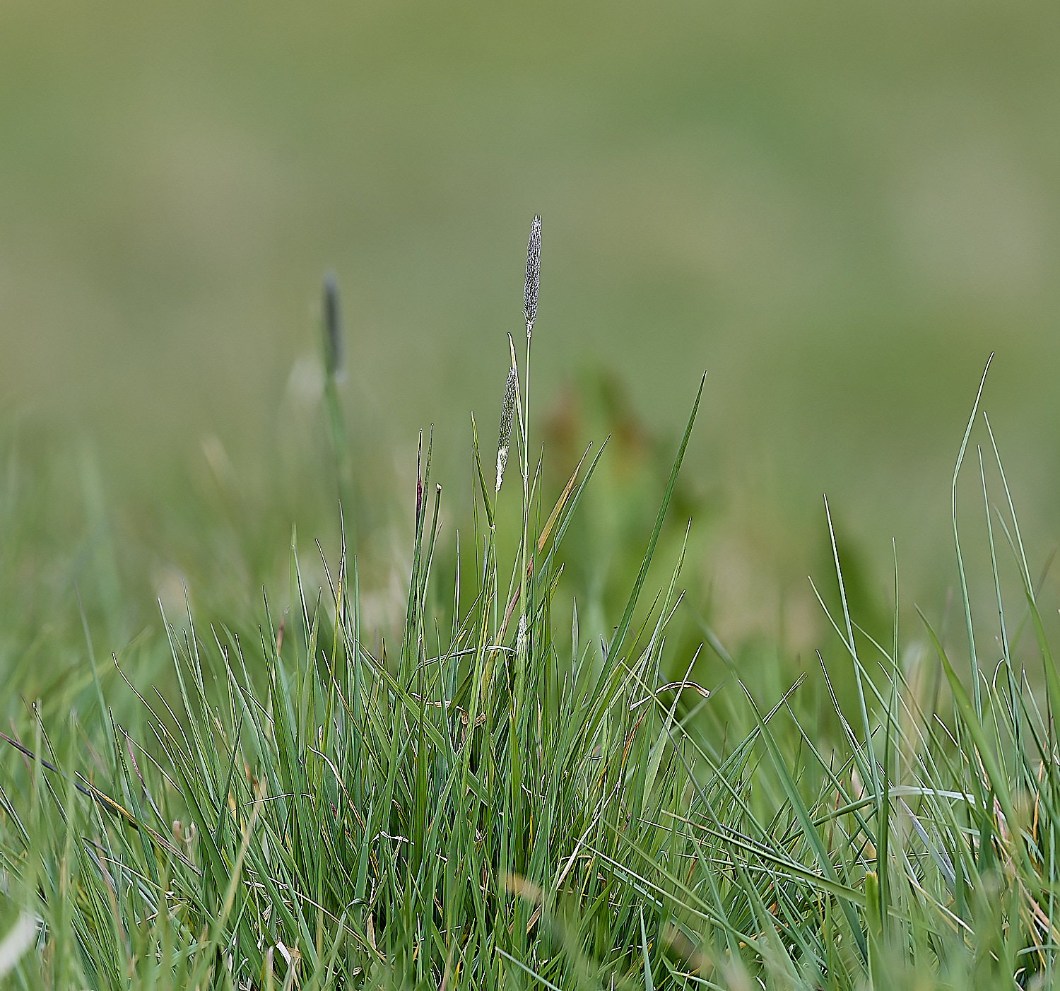 HanworthFoxtail140525-1