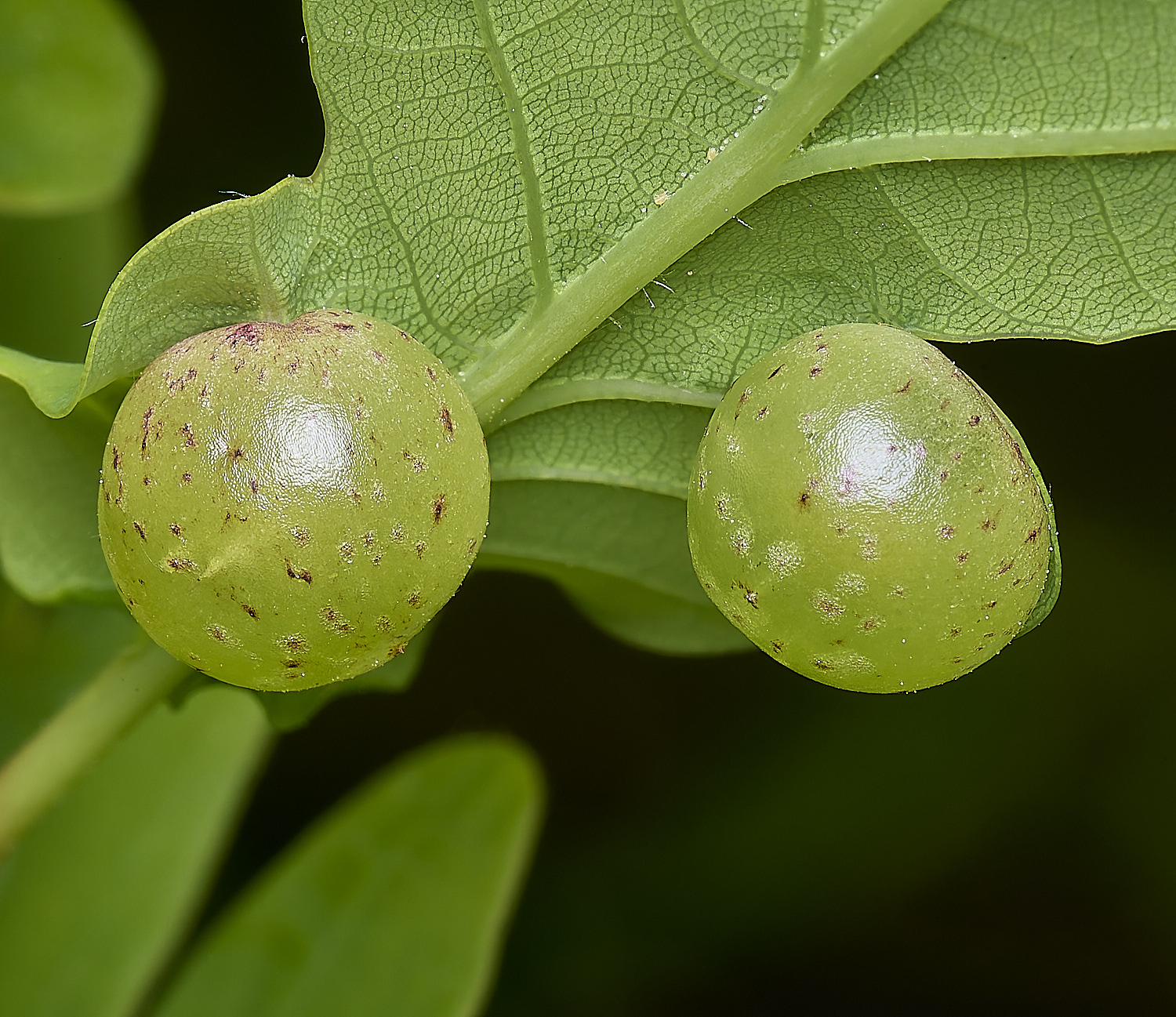 HanworthGallSp130525-1