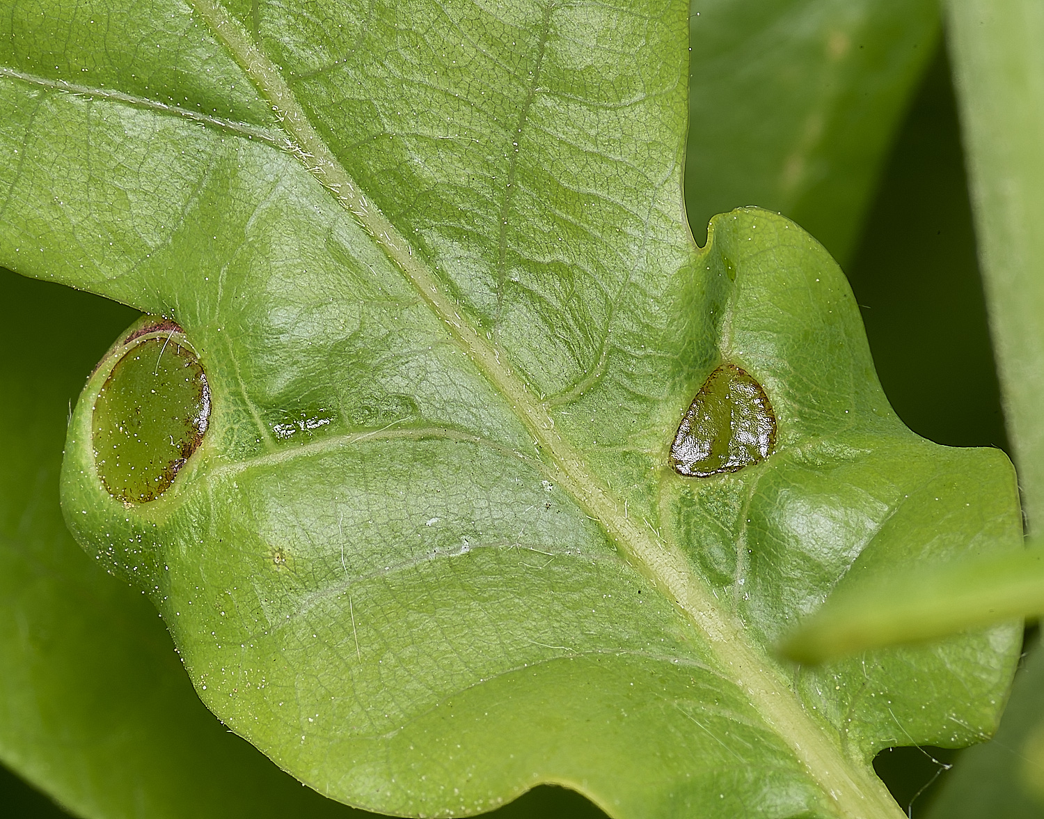 HanworthGallSp130525-2