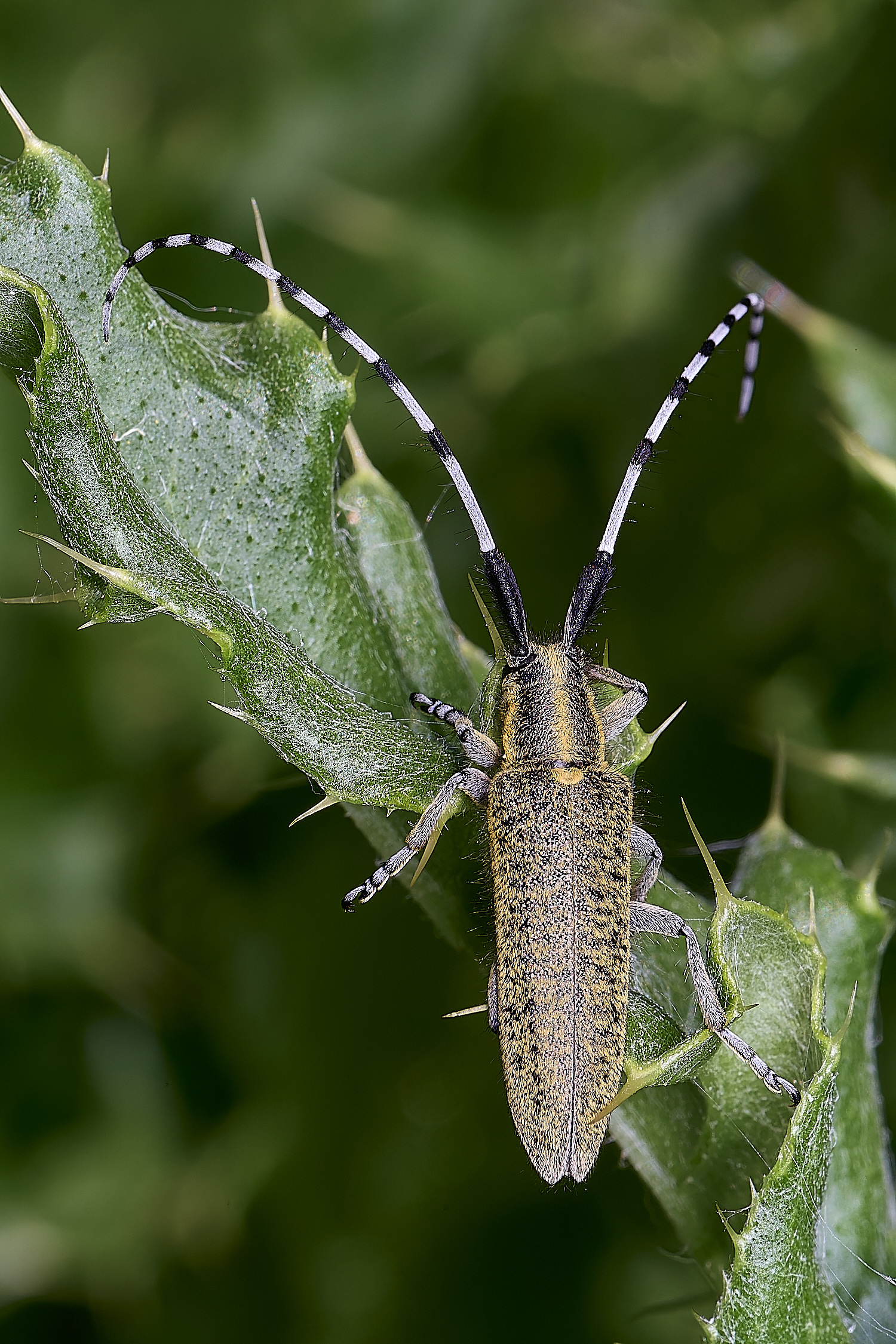HanworthGolden-bloomedGreyLonghorn130525-1