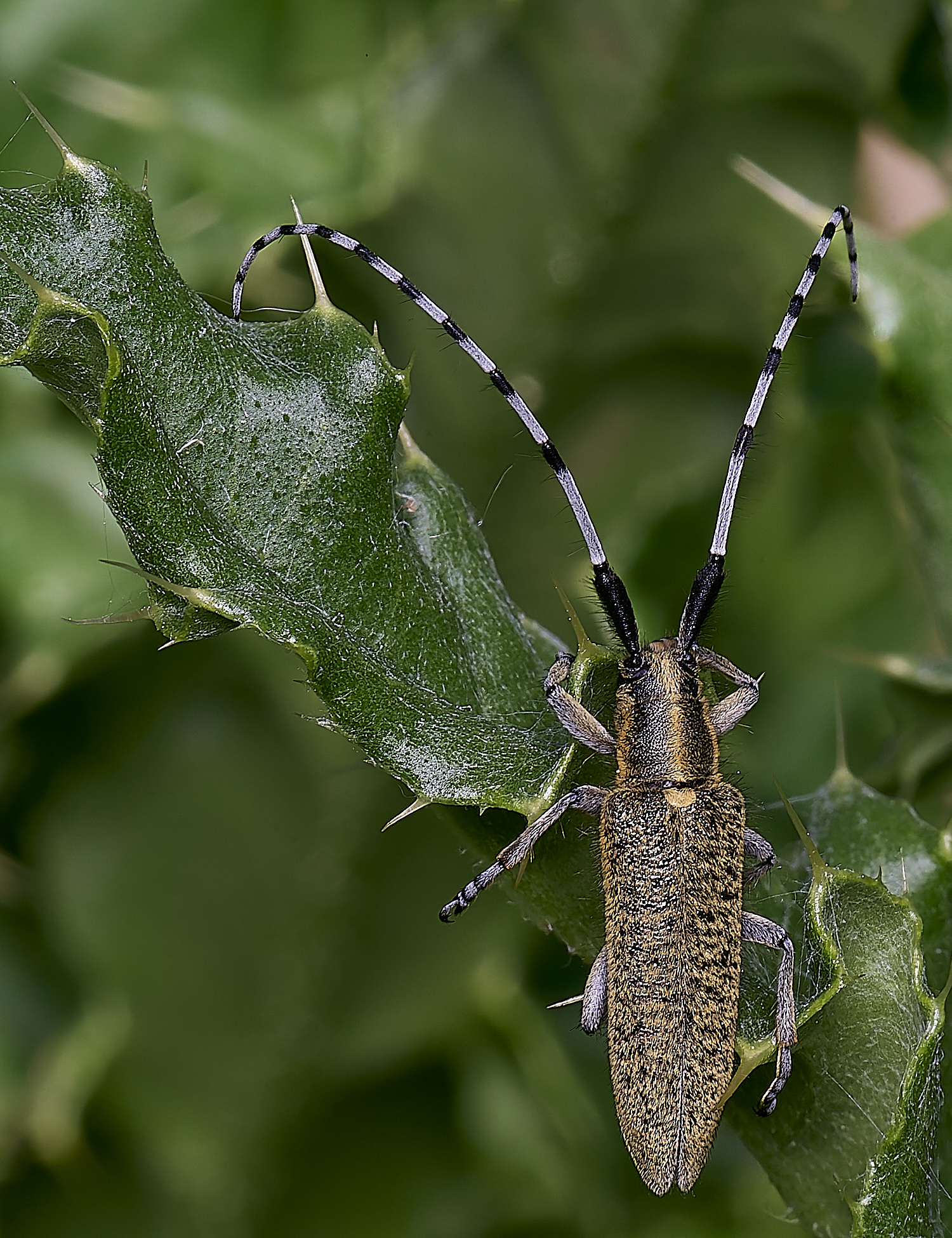 HanworthGolden-bloomedGreyLonghorn130525-2