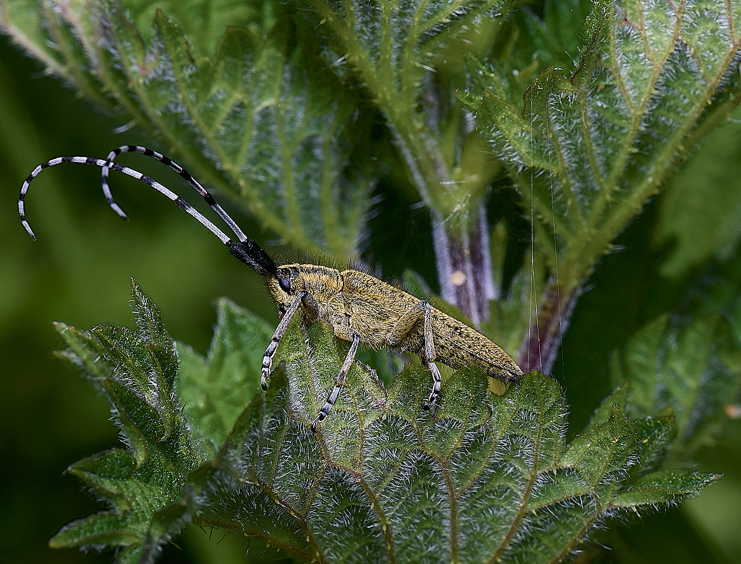 HanworthGolden-bloomedGreyLonghorn130525-3