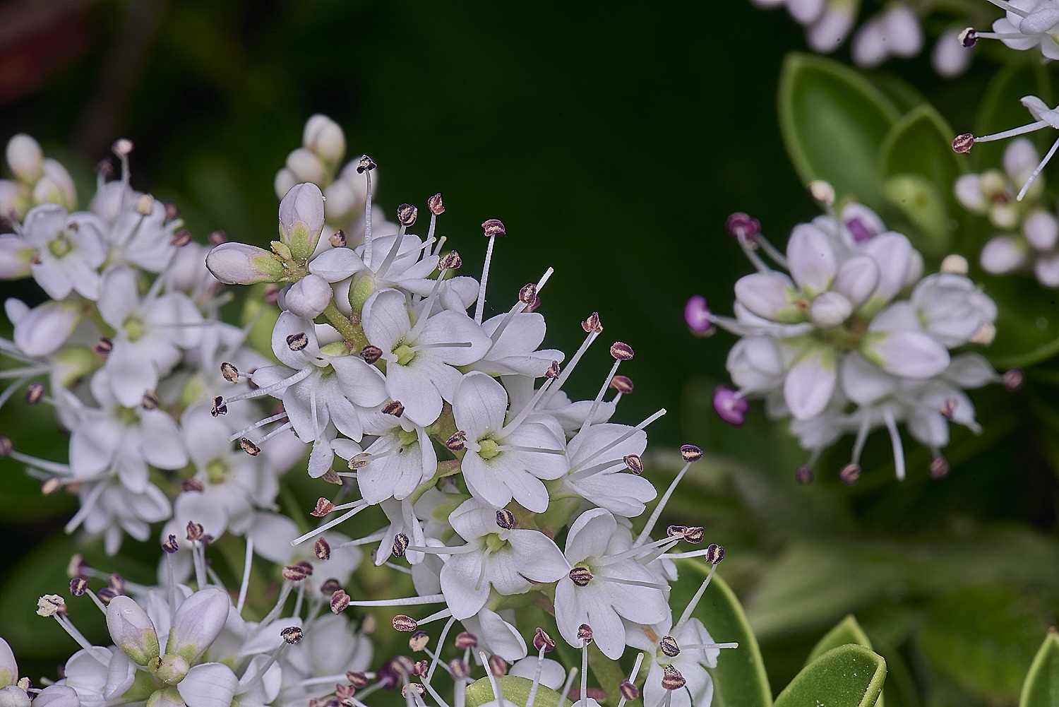 HanworthHebe260625-1