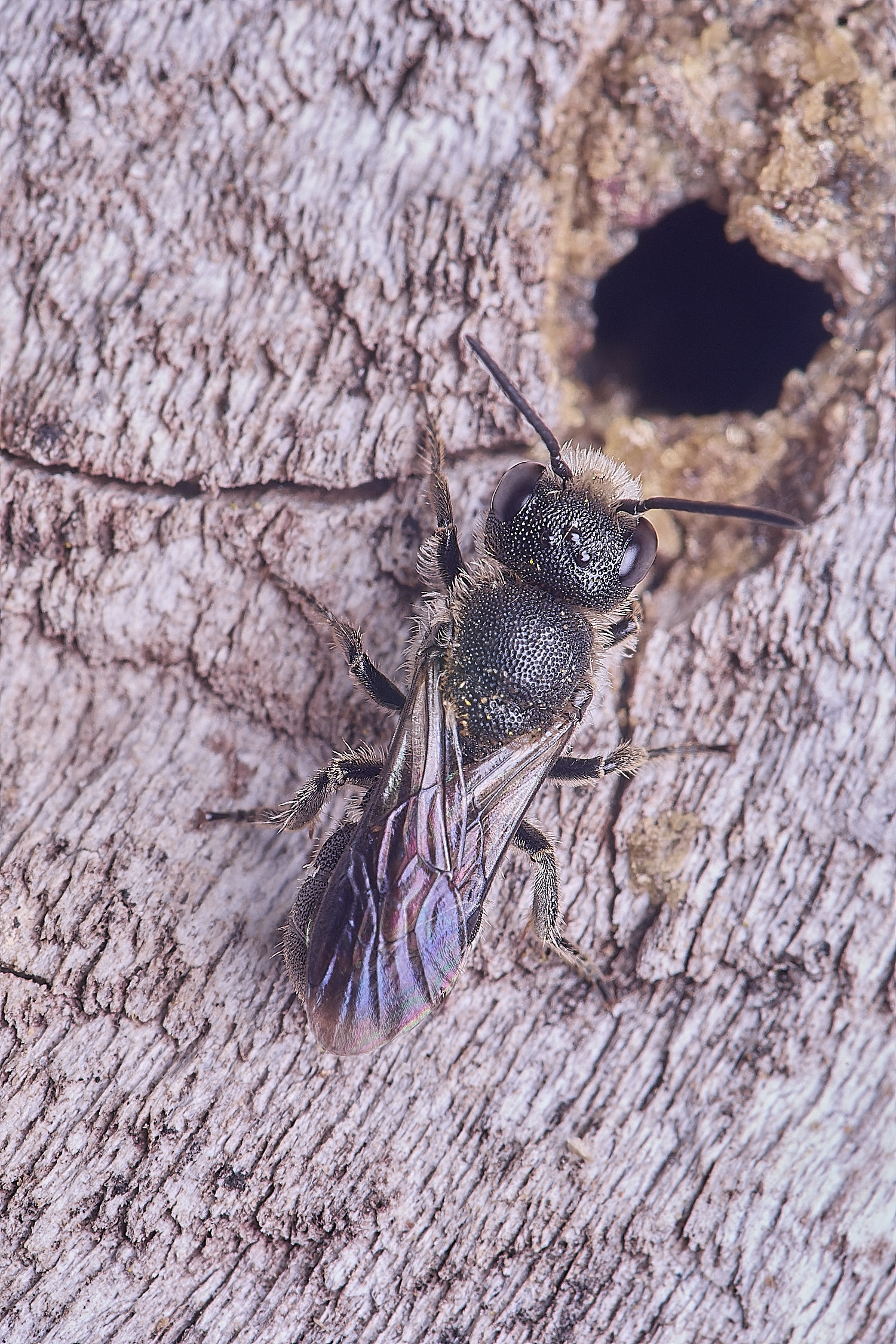 HanworthHeriades170625-1