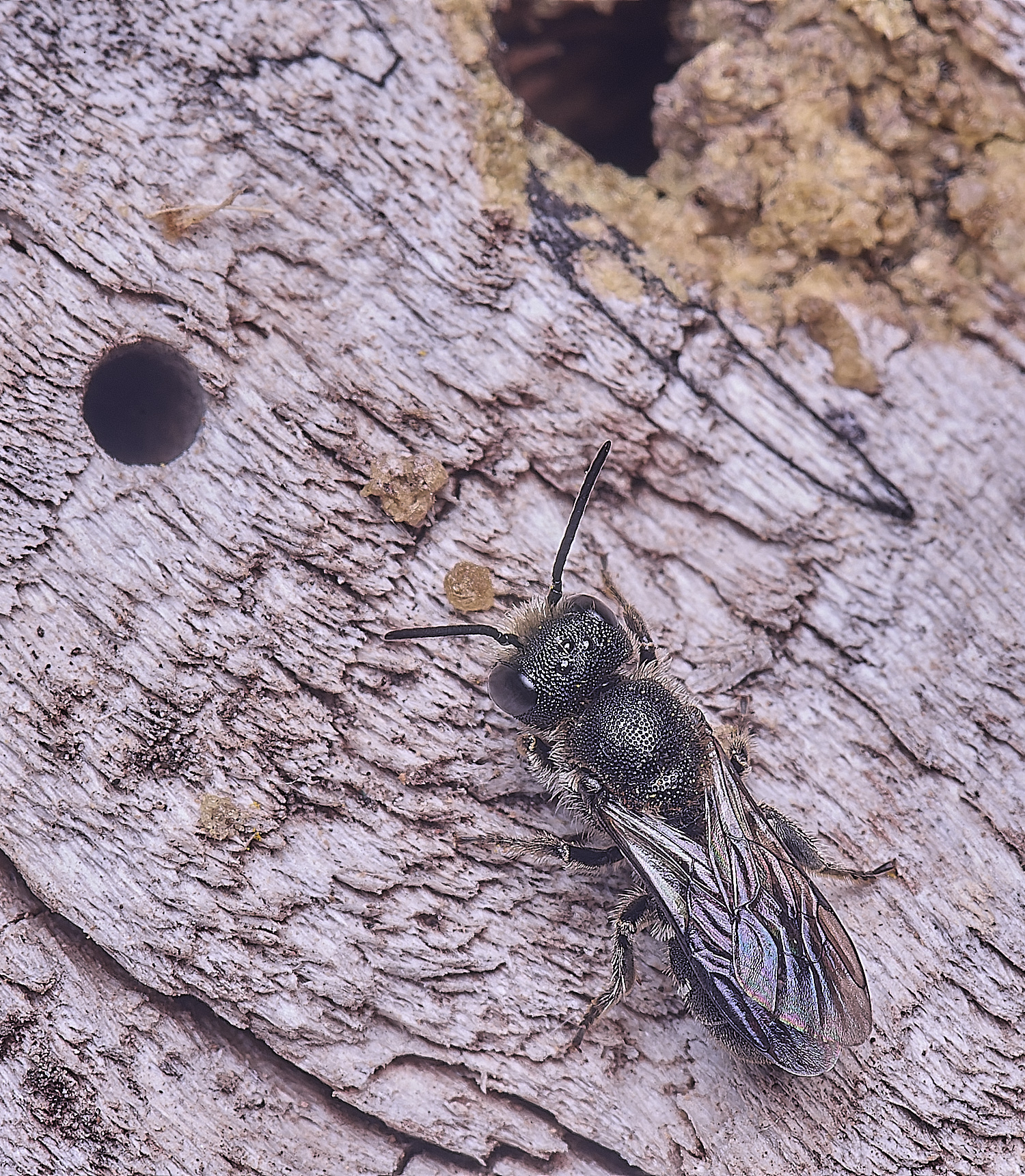 HanworthHeriades170625-2