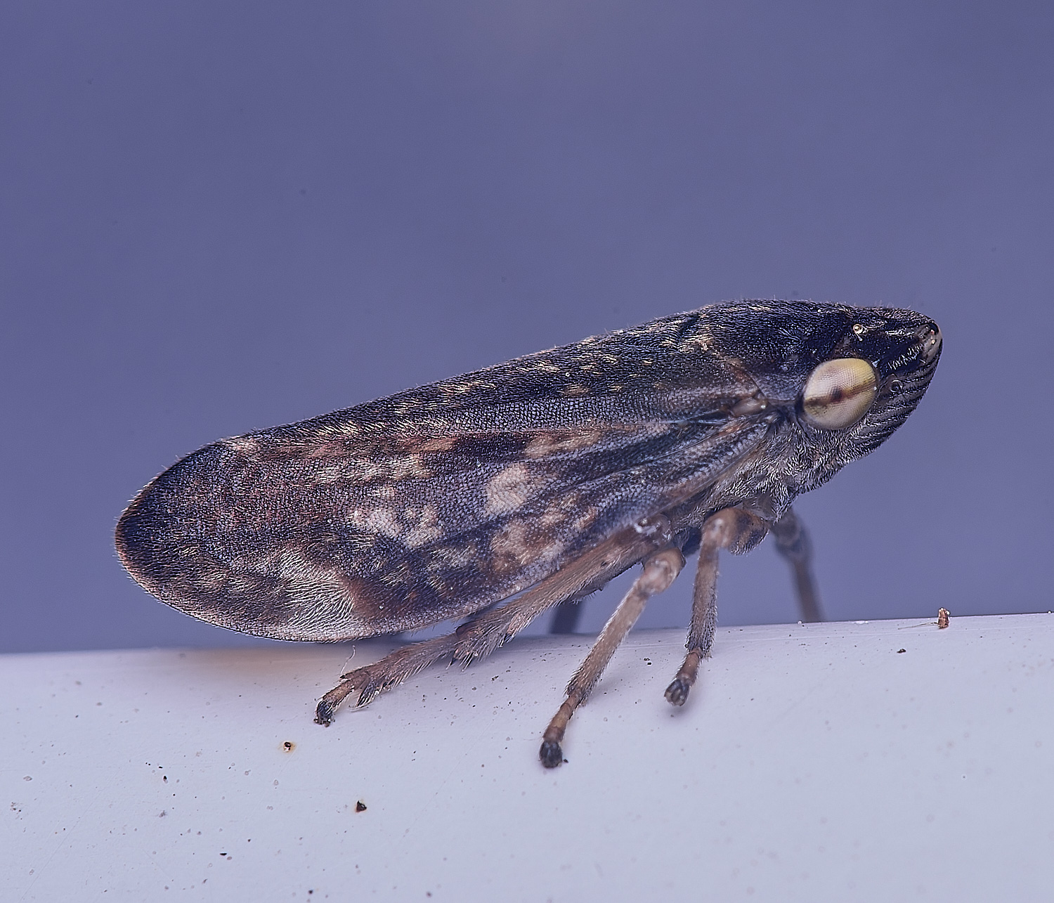 HanworthHopper250625-1