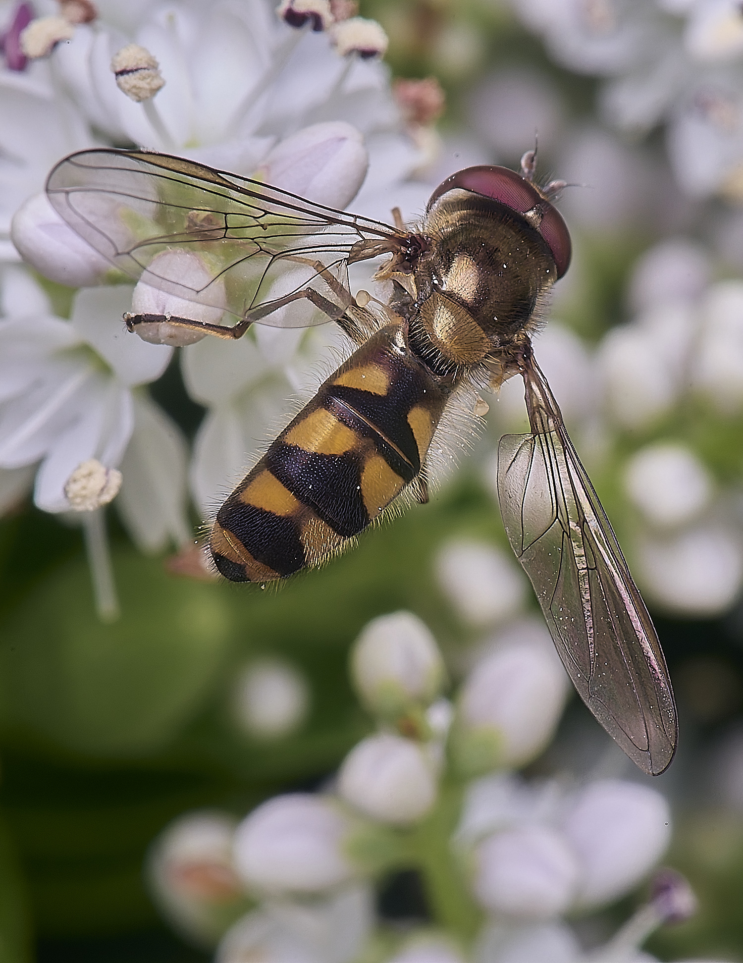 HanworthHover1260625-1
