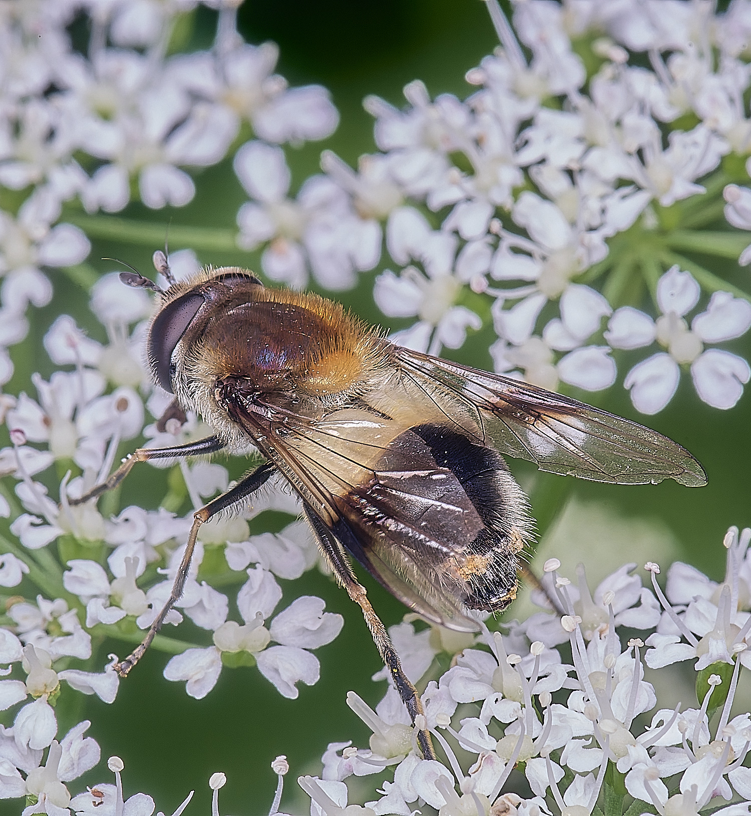 HanworthHover140625-4