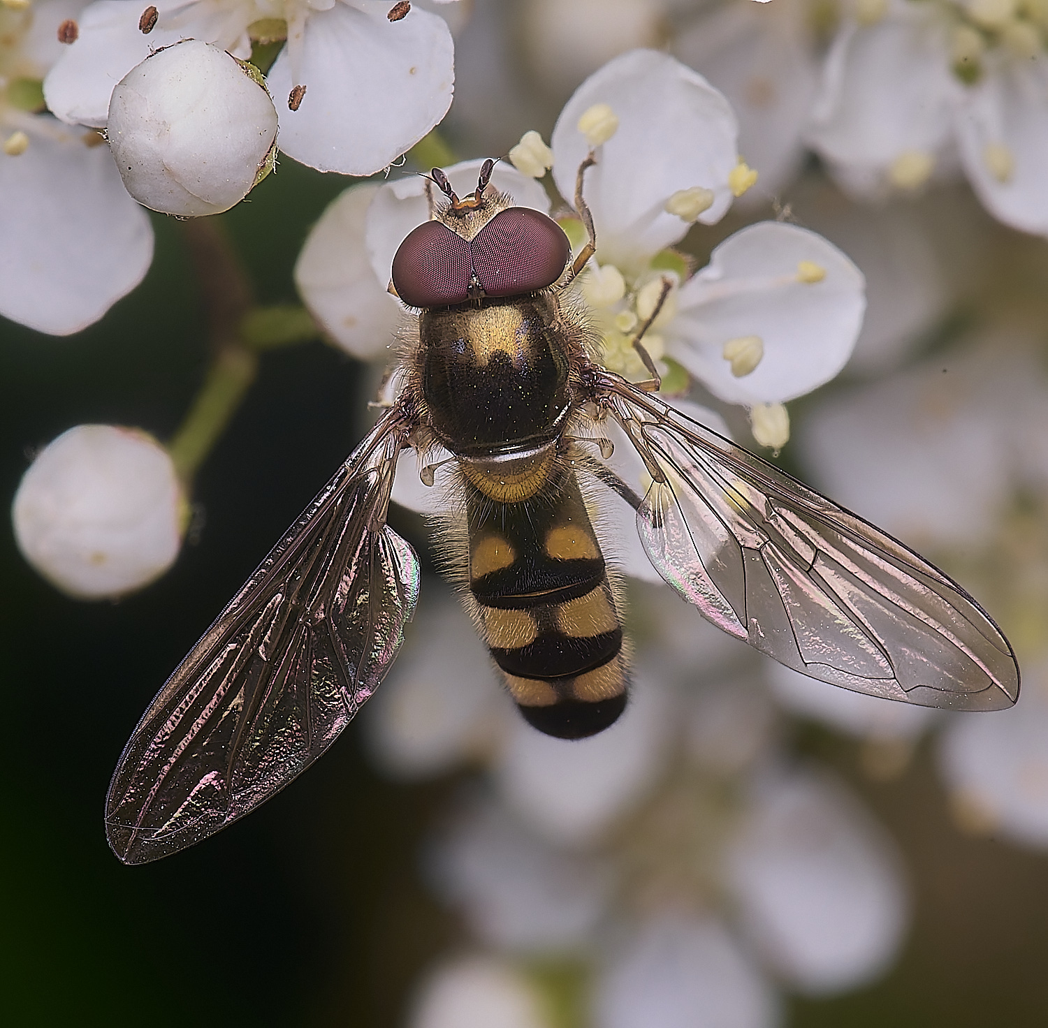 HanworthHover2020625-1