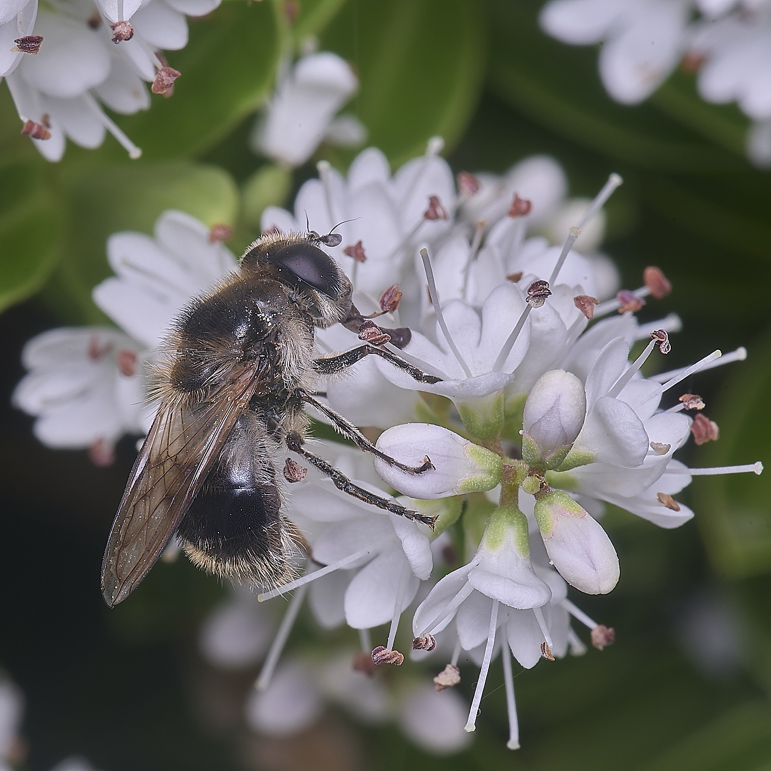 HanworthHover2260625-1