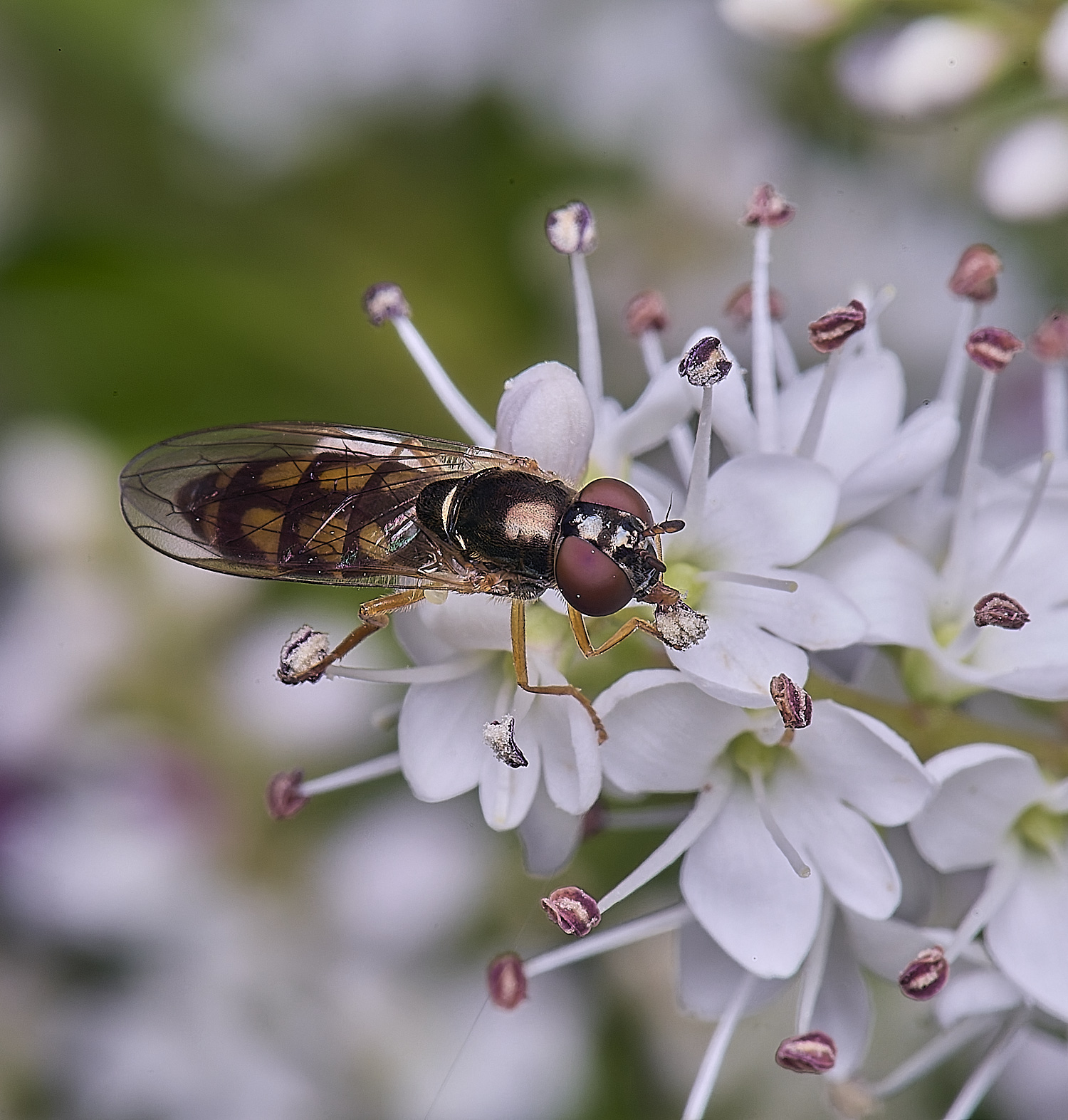 HanworthHover3260625-1